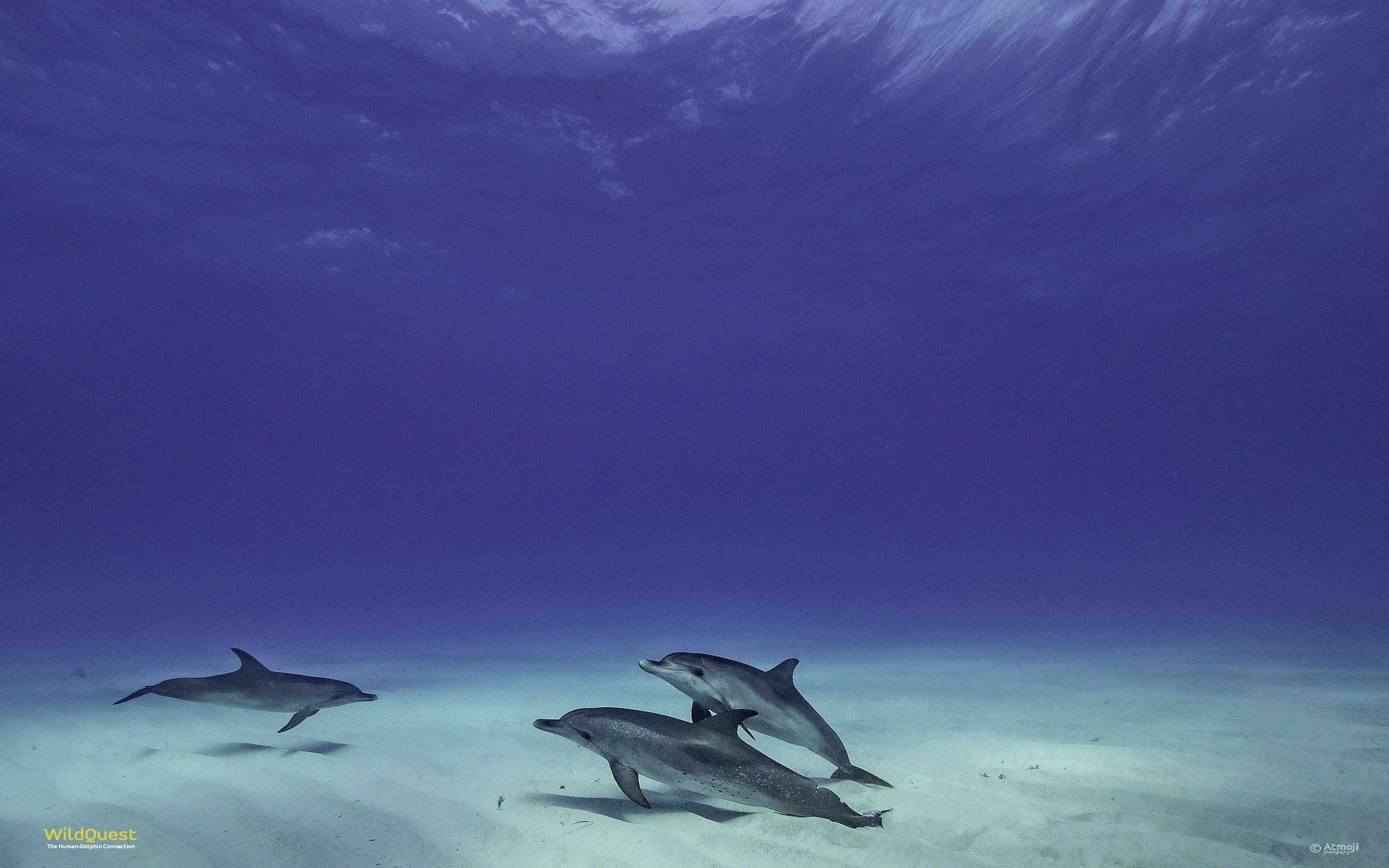 2880x1800 Wallpaper Of Dolphins