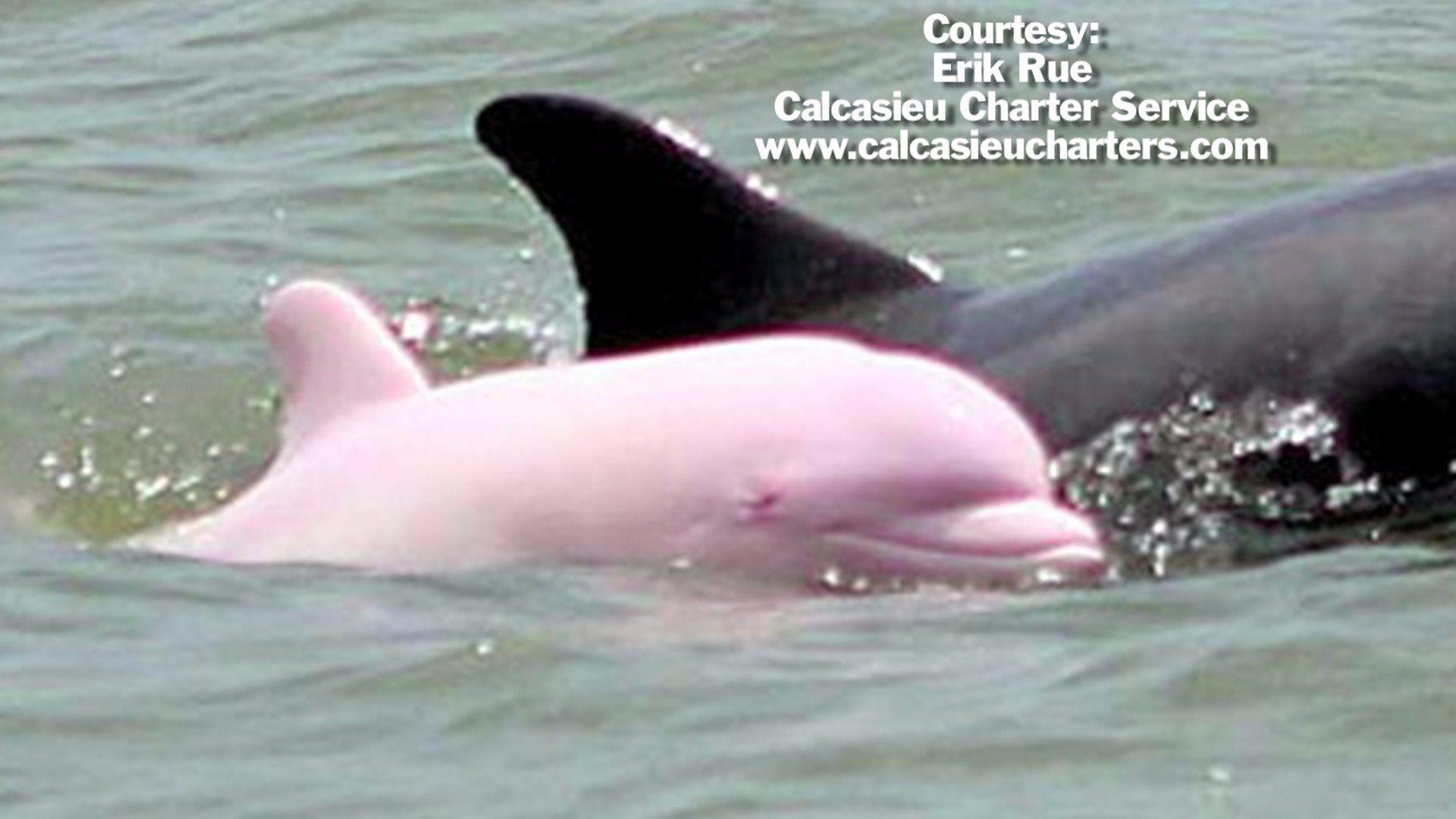 1920x1080 Baby Pink River Dolphin