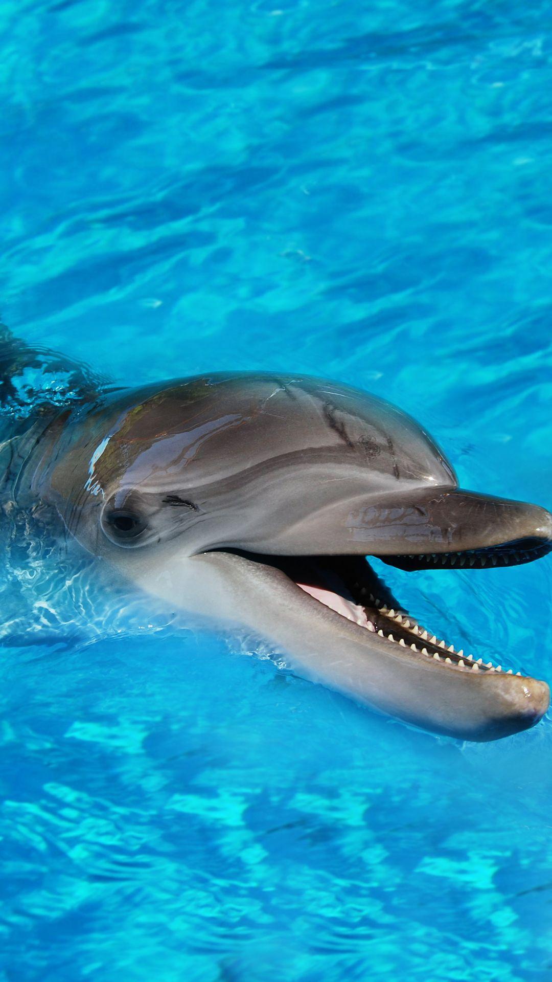 1080x1920 Baby Dolphin iPhone Background