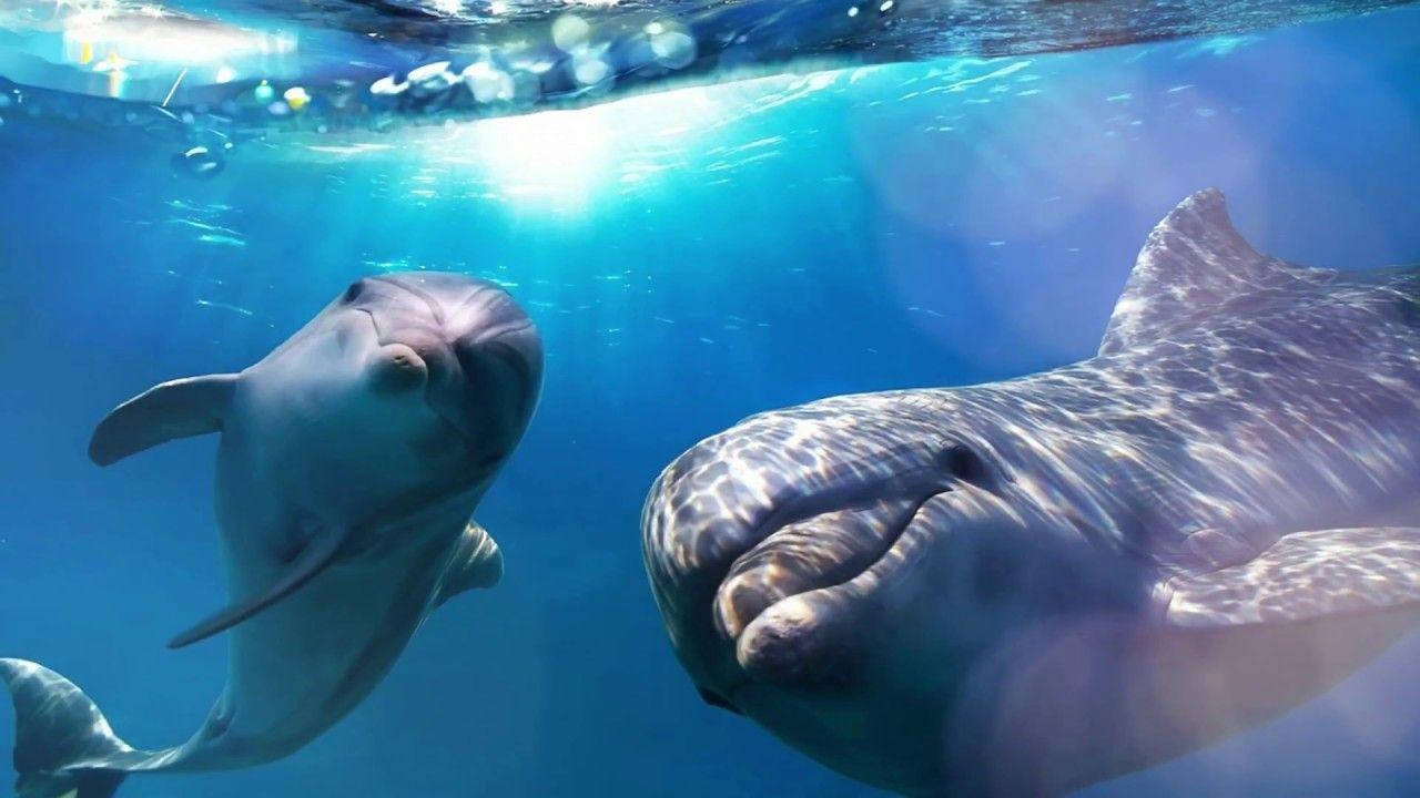 1280x720 Baby Dolphin Wallpaper