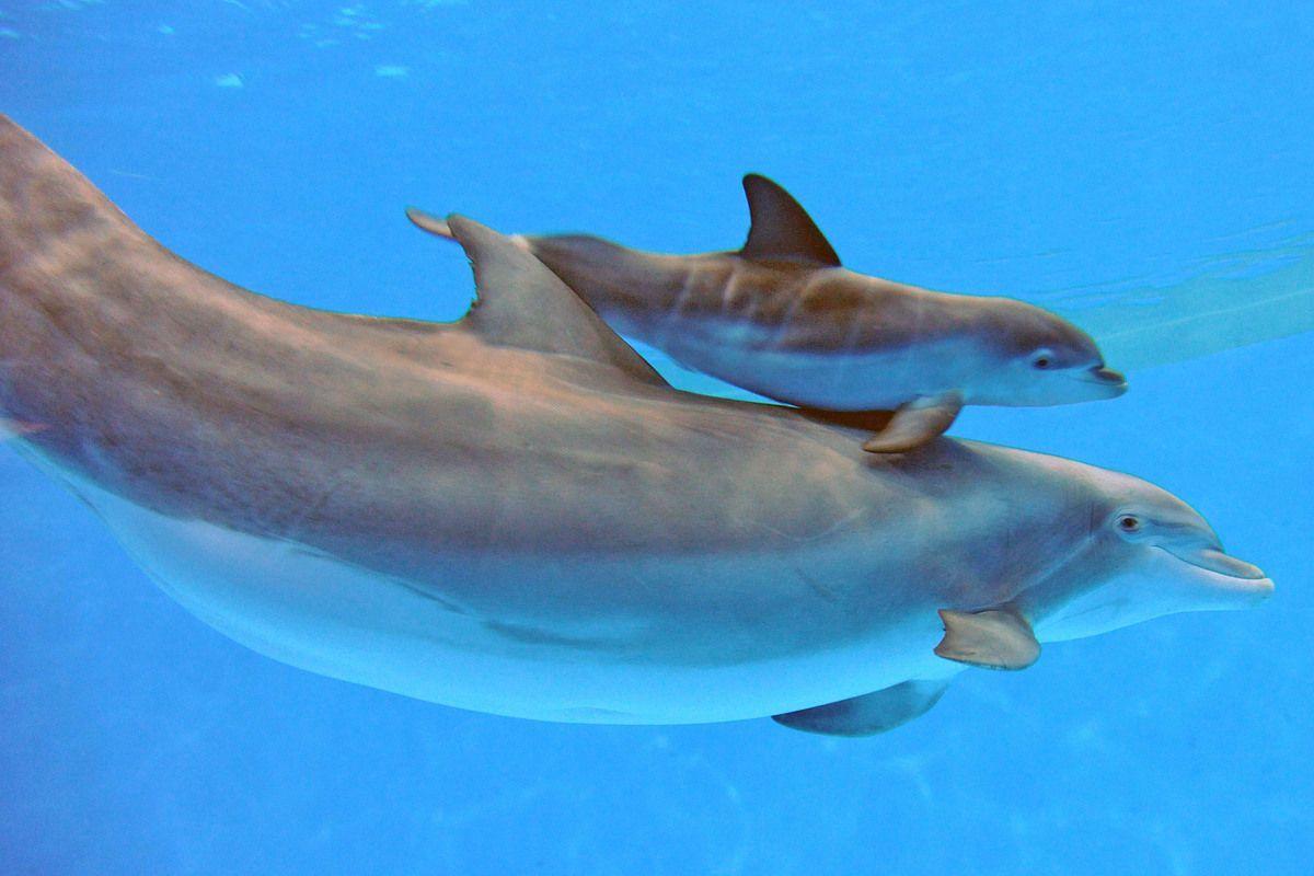 1200x800 Newborn Baby Bottlenose Dolphin