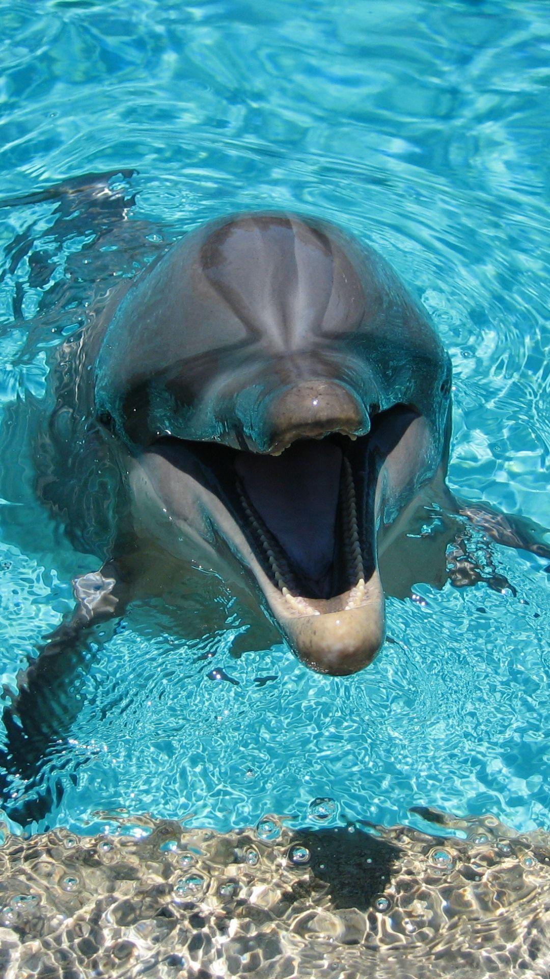 1080x1920 dolphin, smiling, water, pool #Dolphins. Dolphins animal, Animals, Underwater animals