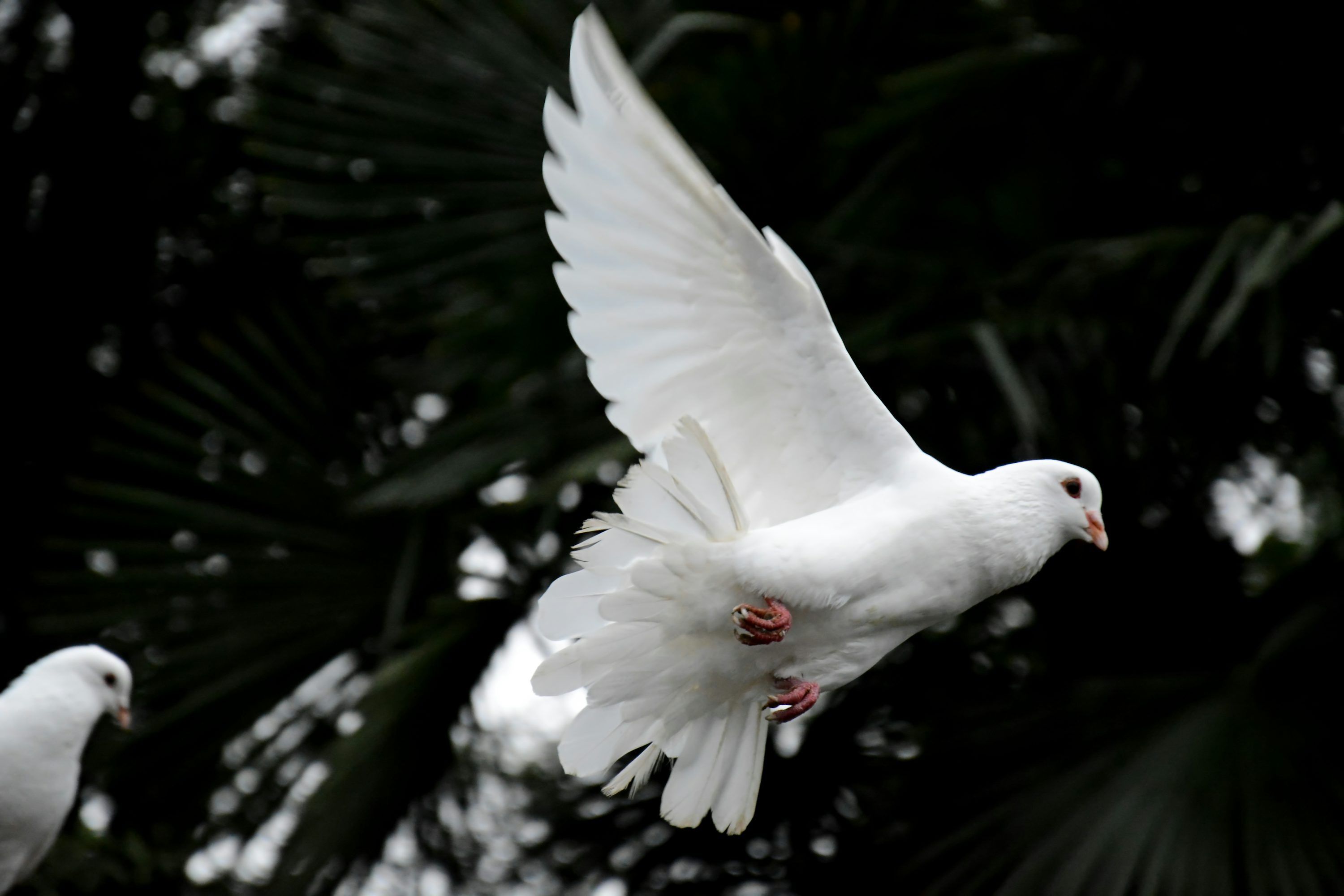 3000x2000 White Pigeon Picture. Download Free Image