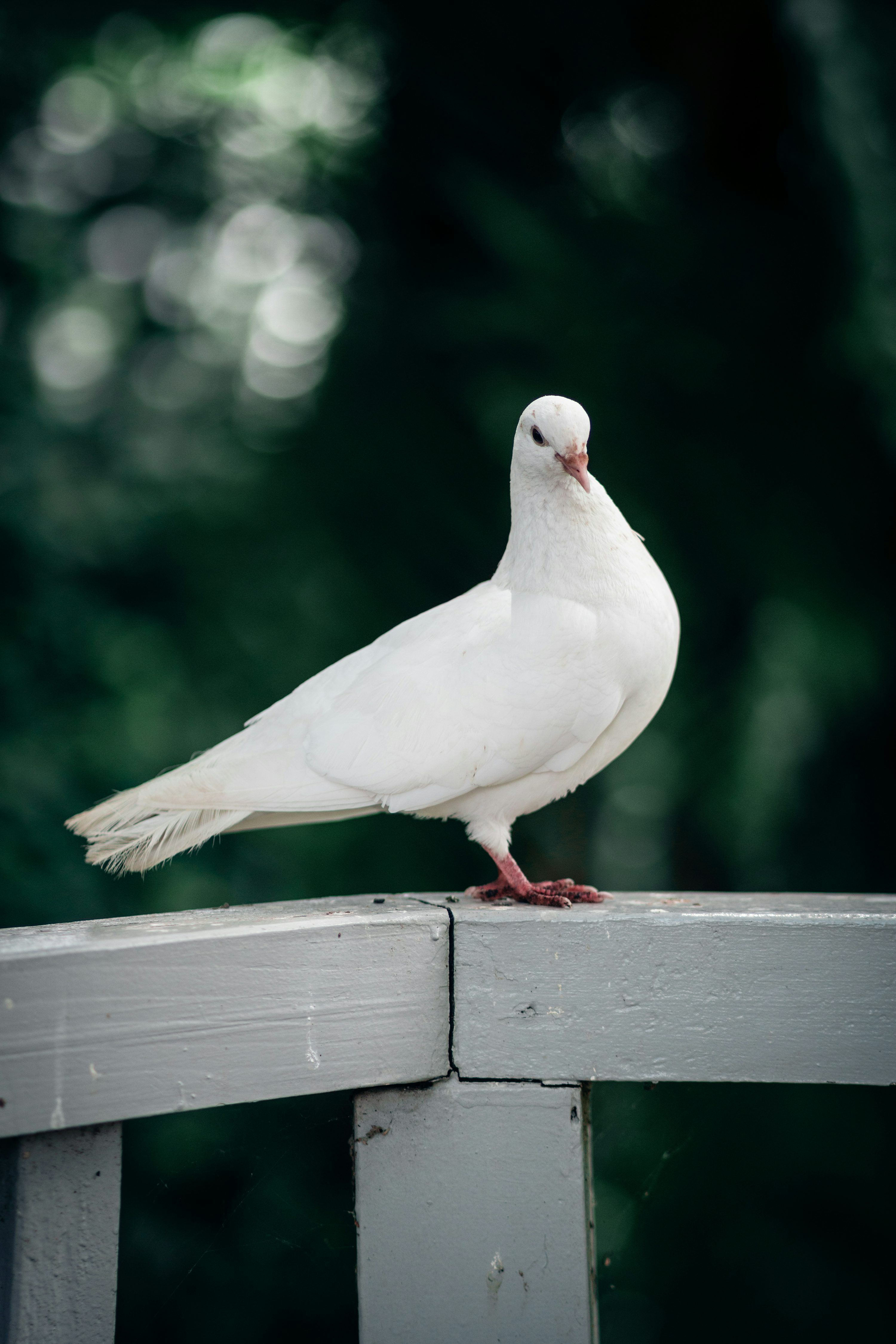 3000x4500 White Pigeon Picture. Download Free Image