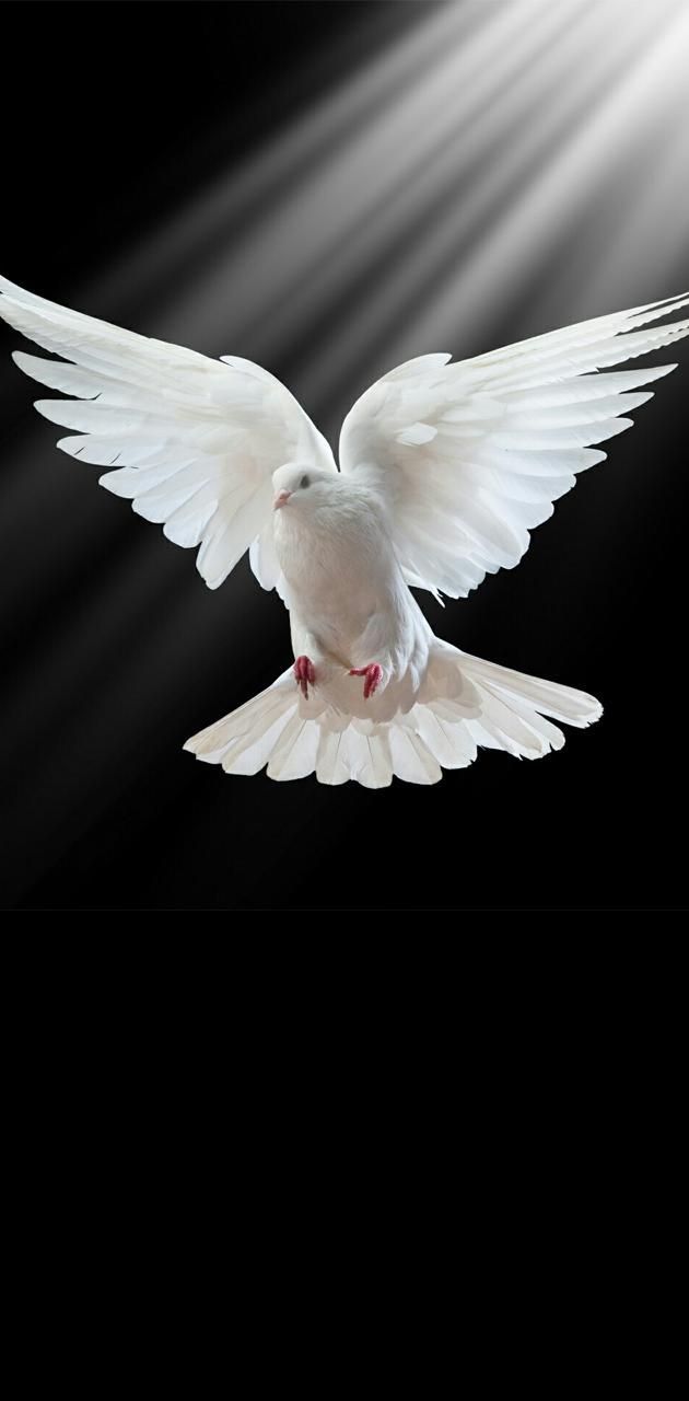 630x1280 White Pigeon wallpaper