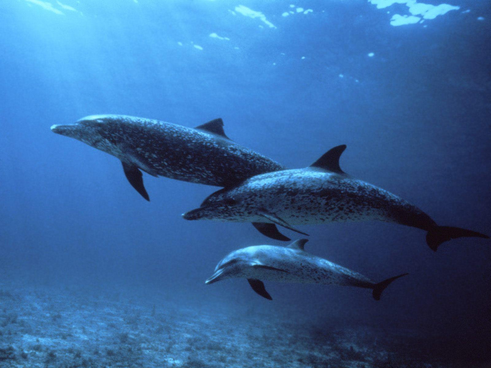 1600x1200 Animals: Dolphin, picture nr34322 1355 - Dolphin Travels Underwater Wallpaper