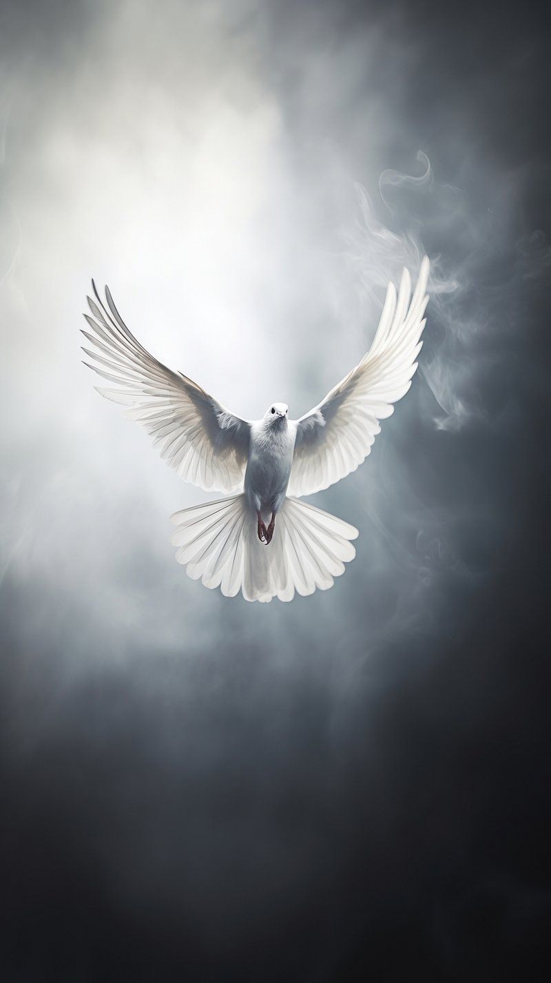 800x1427 White Pigeon Image Wallpaper
