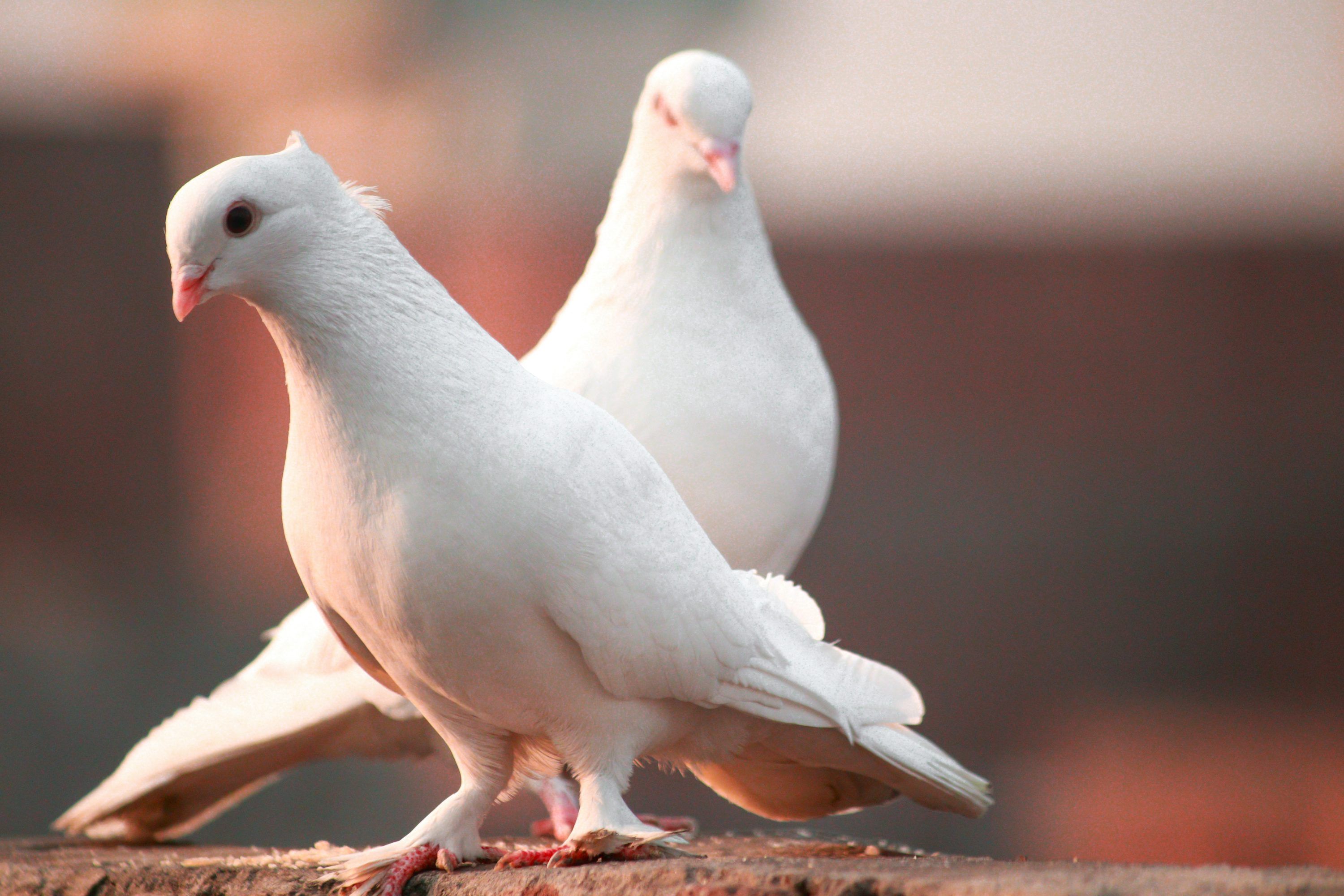 3000x2000 White Pigeon Picture. Download Free Image