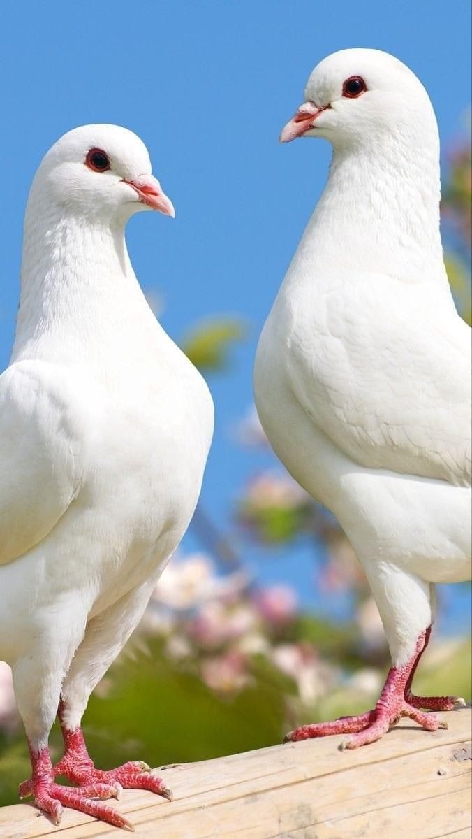676x1200 Two White Birds on Wooden Plank. Blue bird white background, Pigeon image hd, Dove bird wallpaper