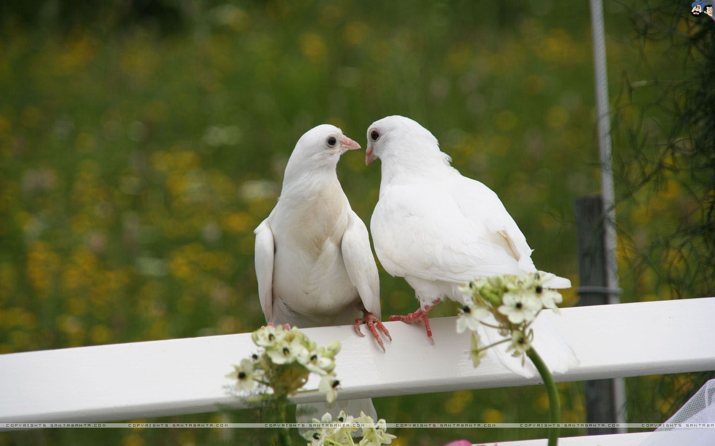 1440x900 white pigeons wallpaper