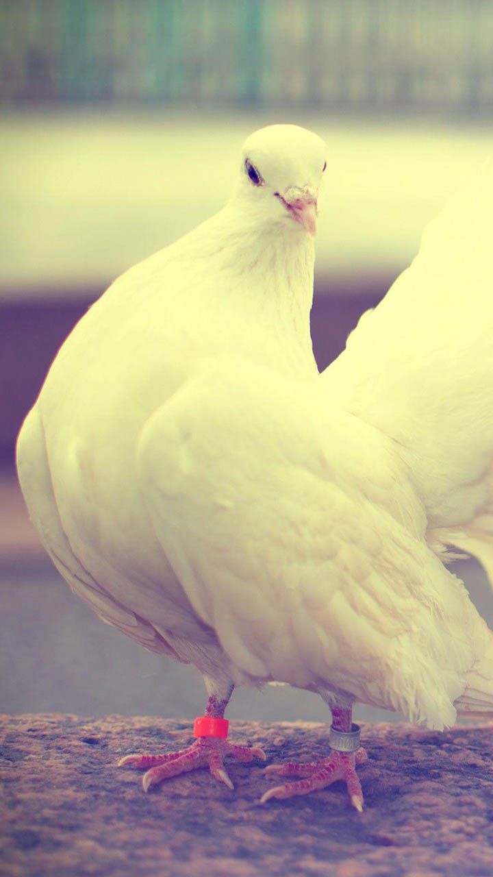 720x1280 Beautiful White Pigeons. White pigeon photography, Pigeon wallpaper for phone, Kabutar background