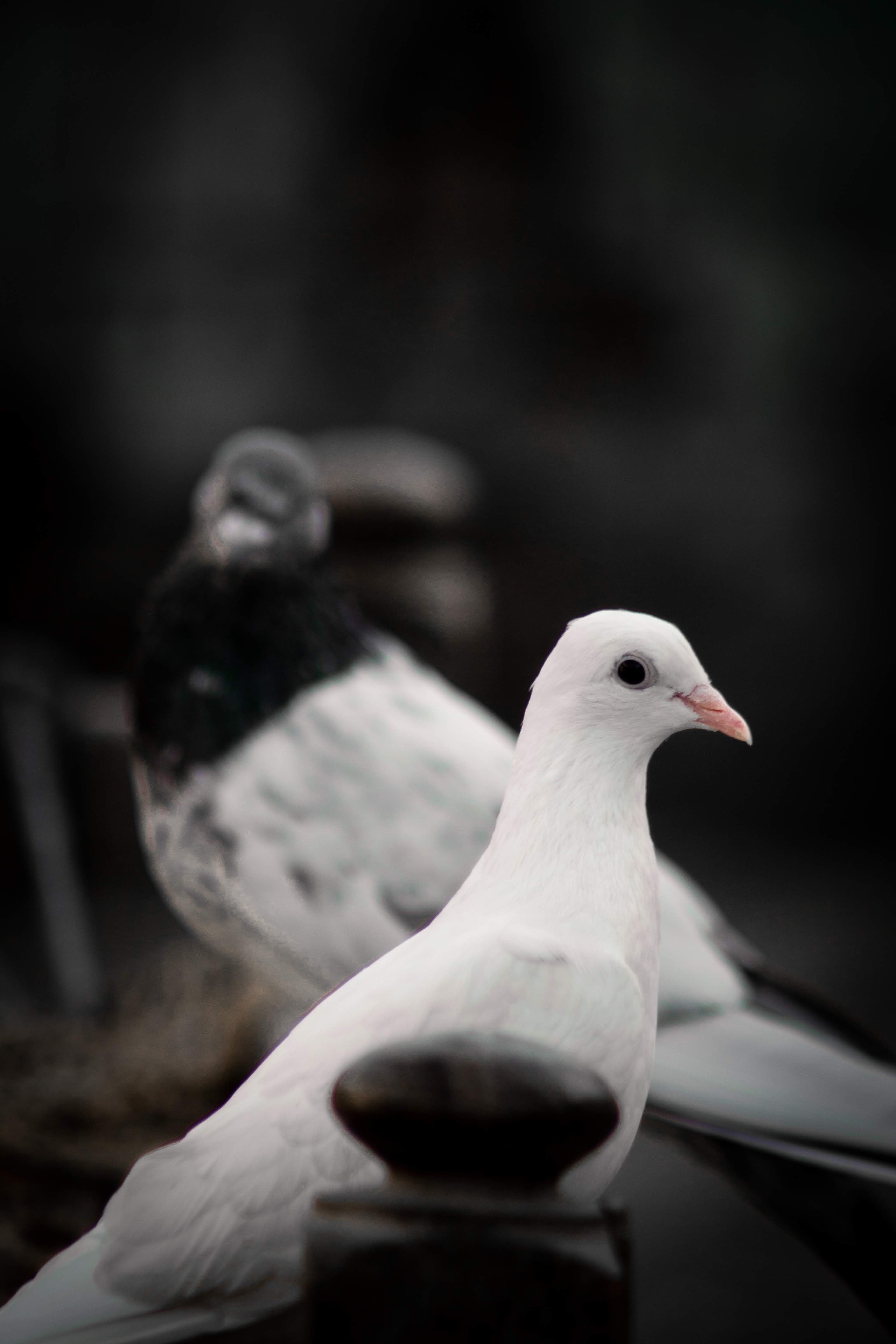 3072x4608 Close Up Of Peaceful White And Black Pigeons · Free