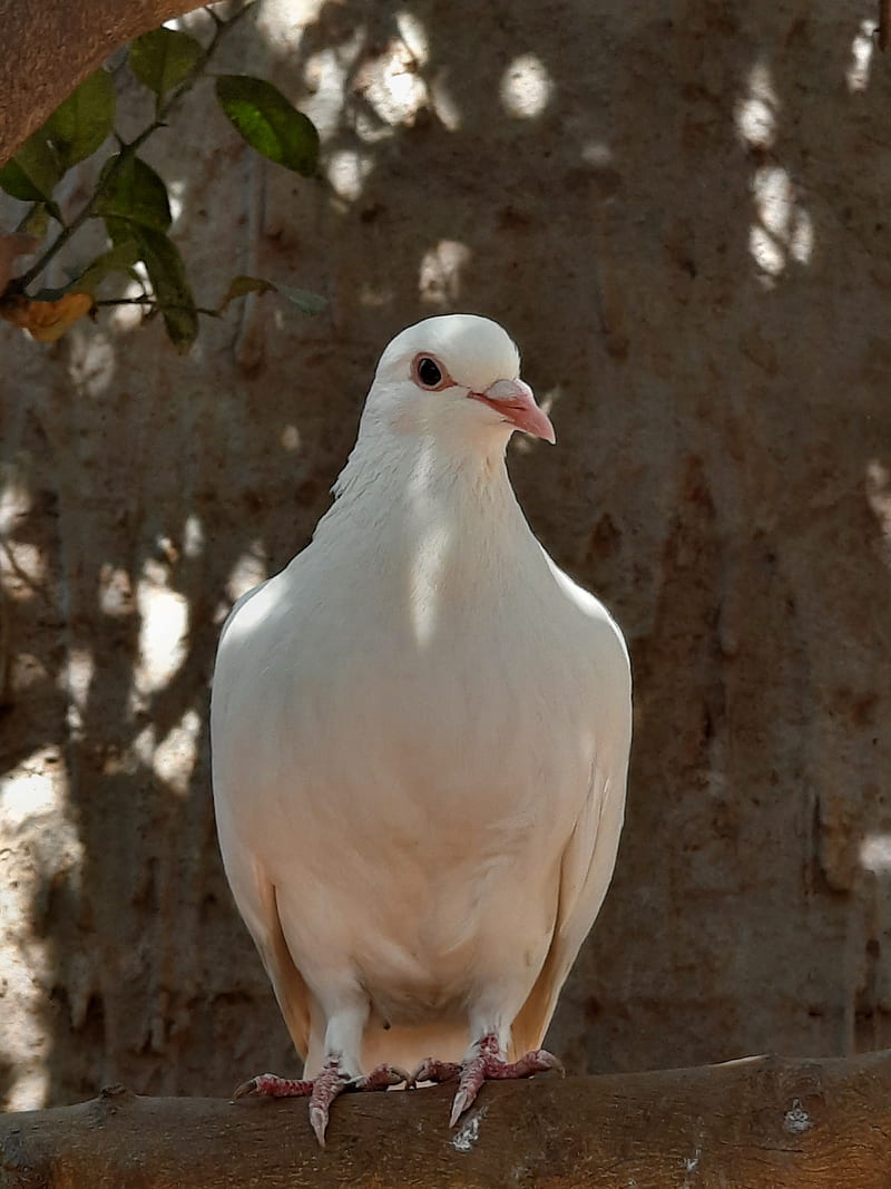 800x1067 White Pigeon, birds, HD phone wallpaper