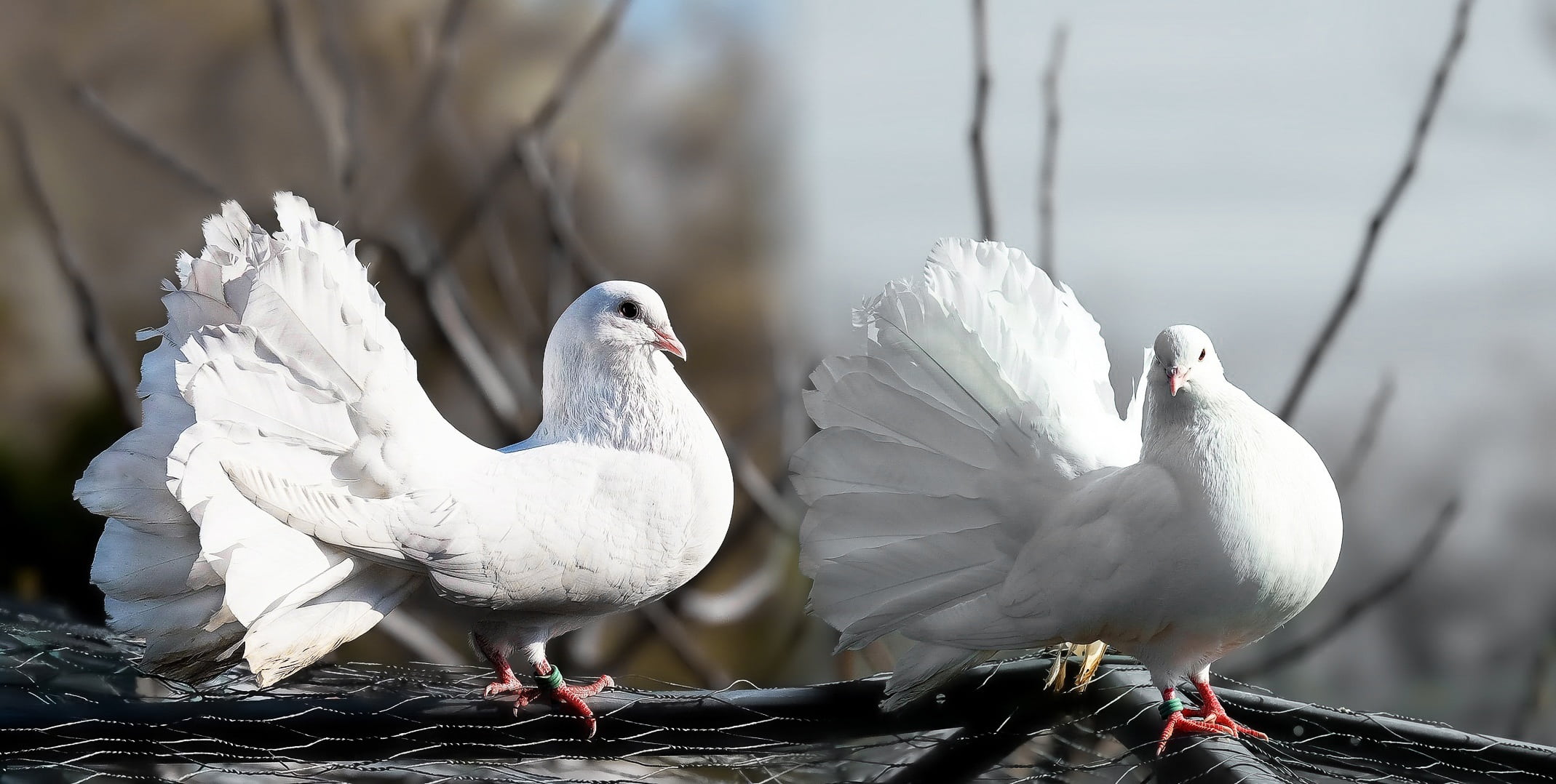 2138x1078 Royalty Free Photo: Two White Fantail Pigeons On Gray Branch
