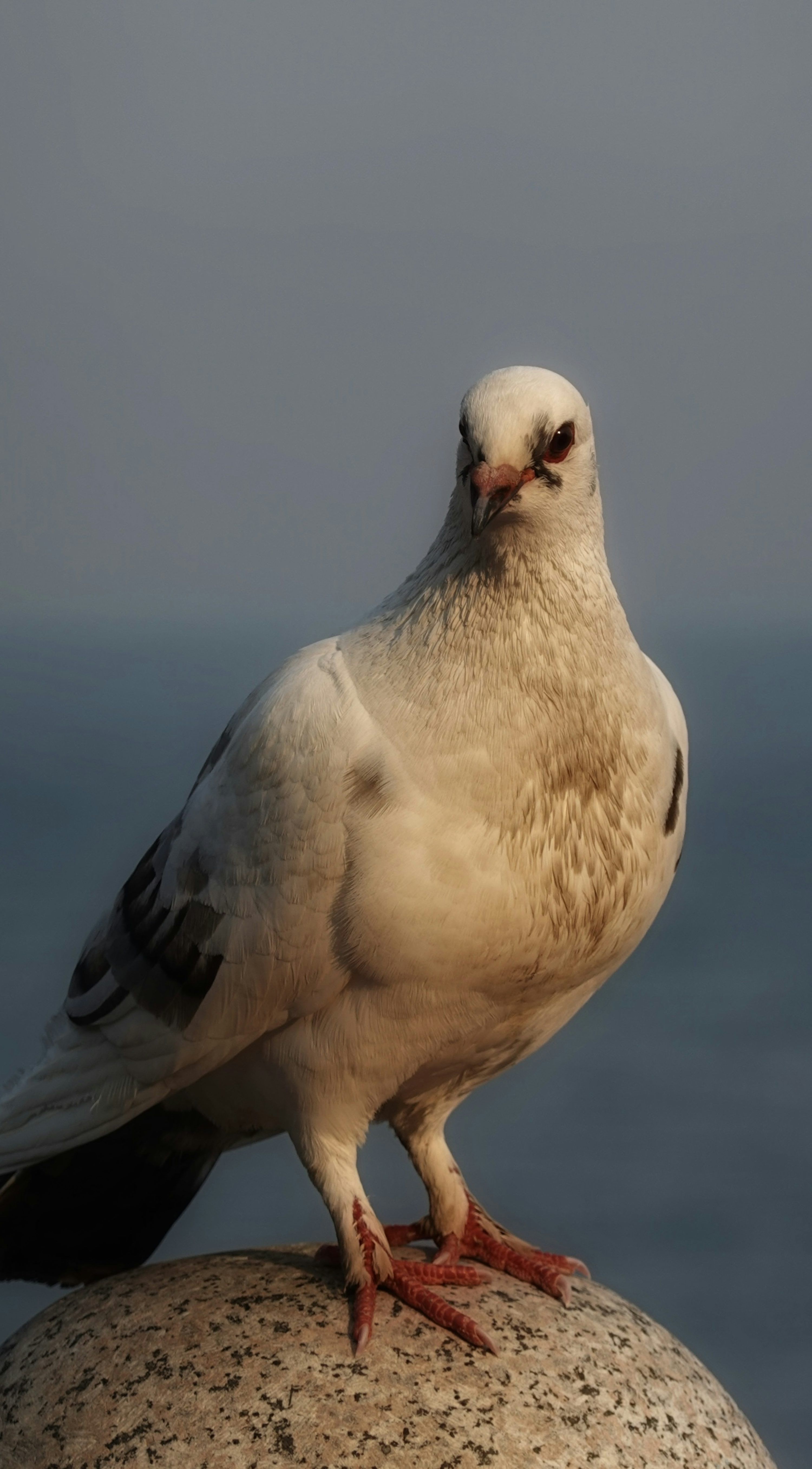 3000x5423 A white pigeon stands on a textured stone sphere. photo