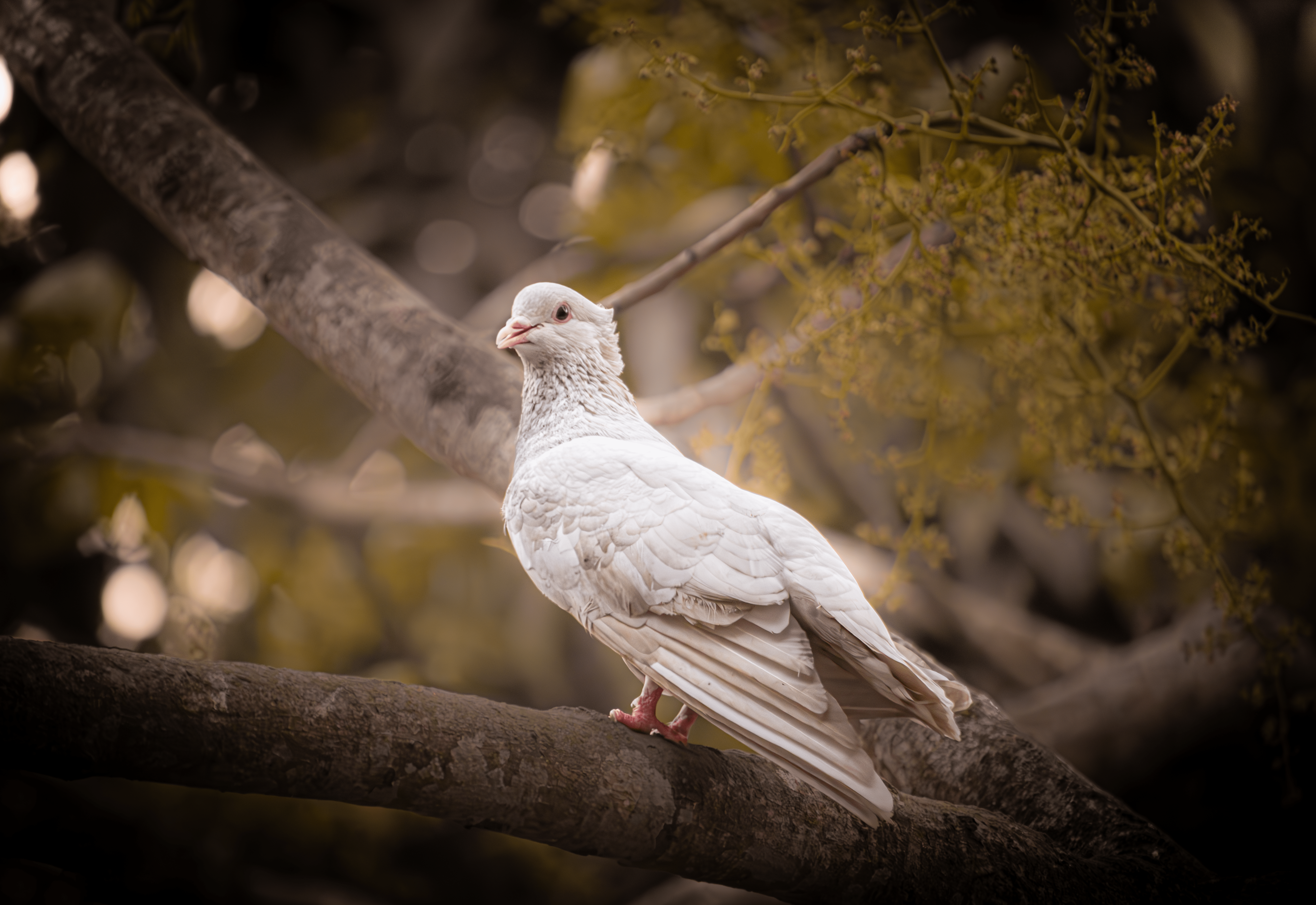 4929x3388 White Pigeon Perched on Tree Branch in Bangladesh · Free