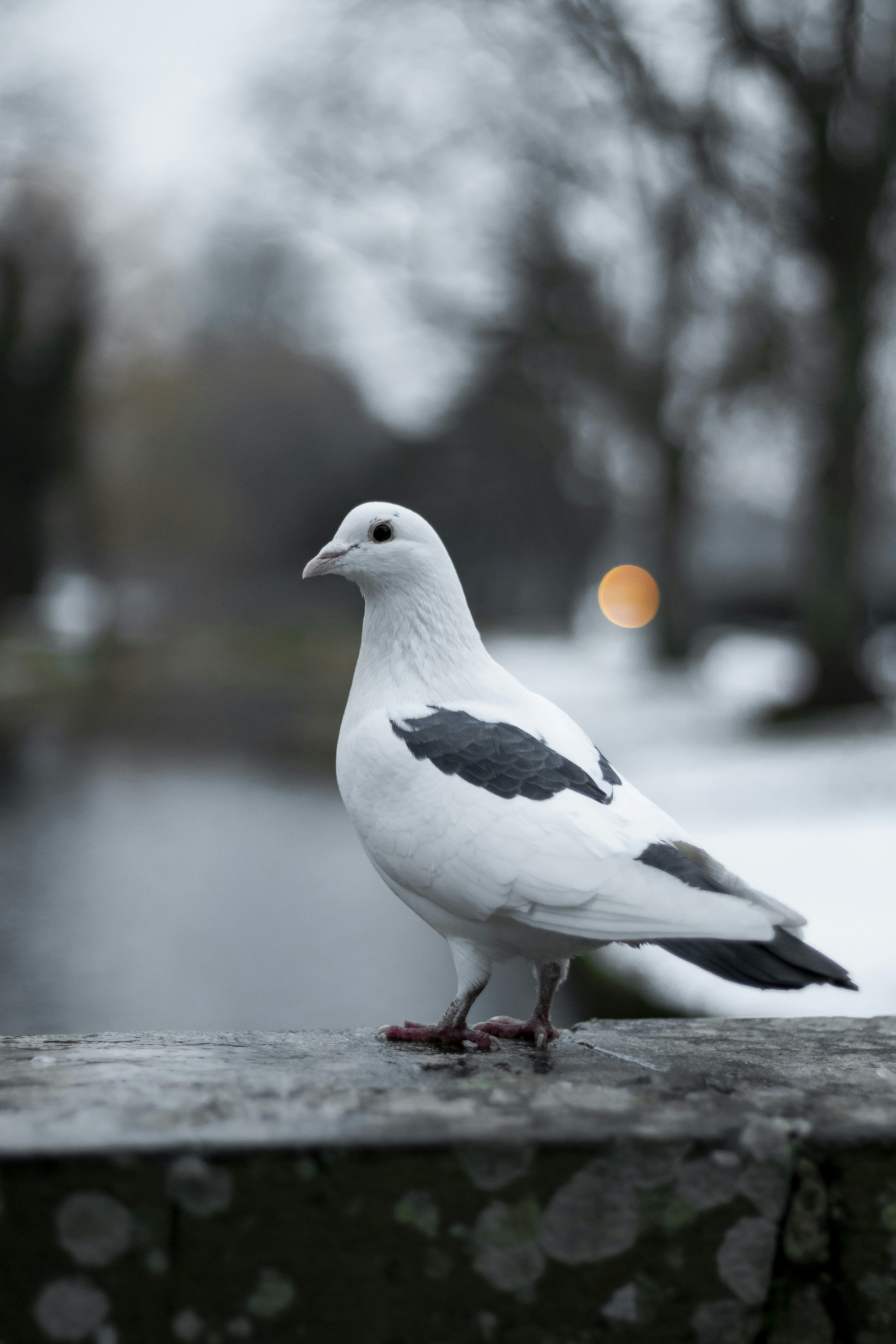 3000x4500 White Pigeon Picture. Download Free Image