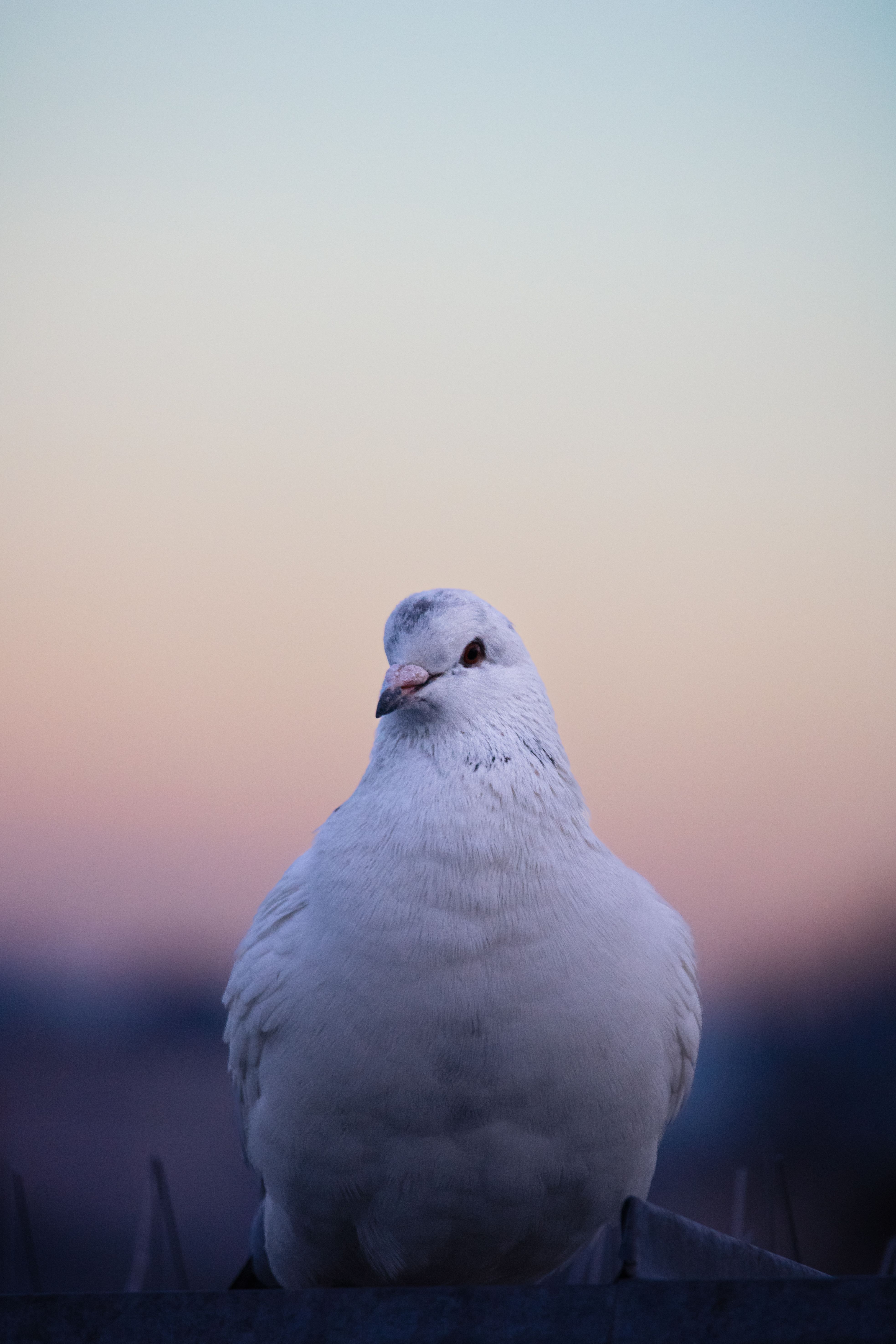 3933x5899 A white bird sitting on a fence · Free