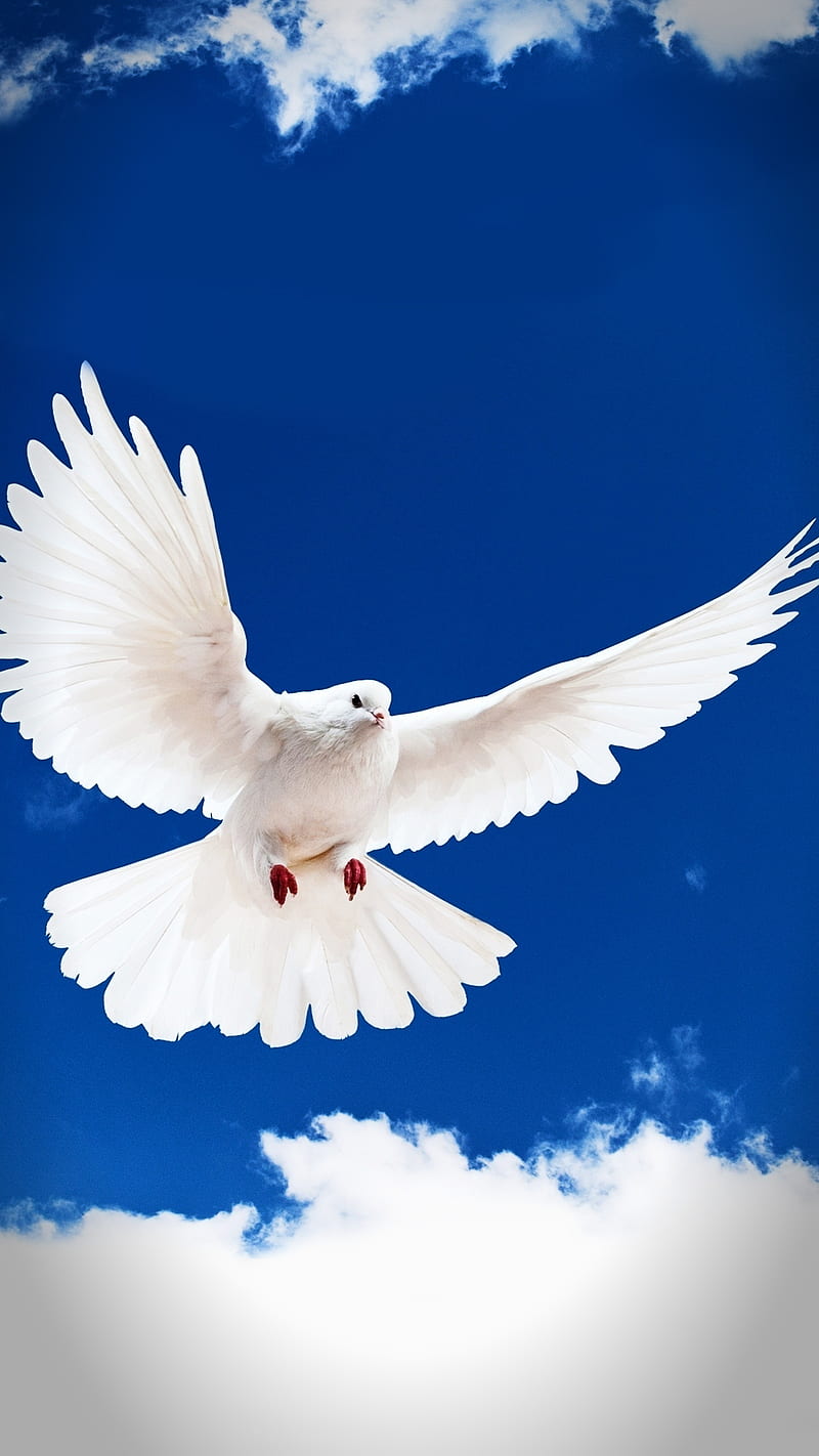 800x1422 Pigeon, fly, peace, white, HD phone wallpaper