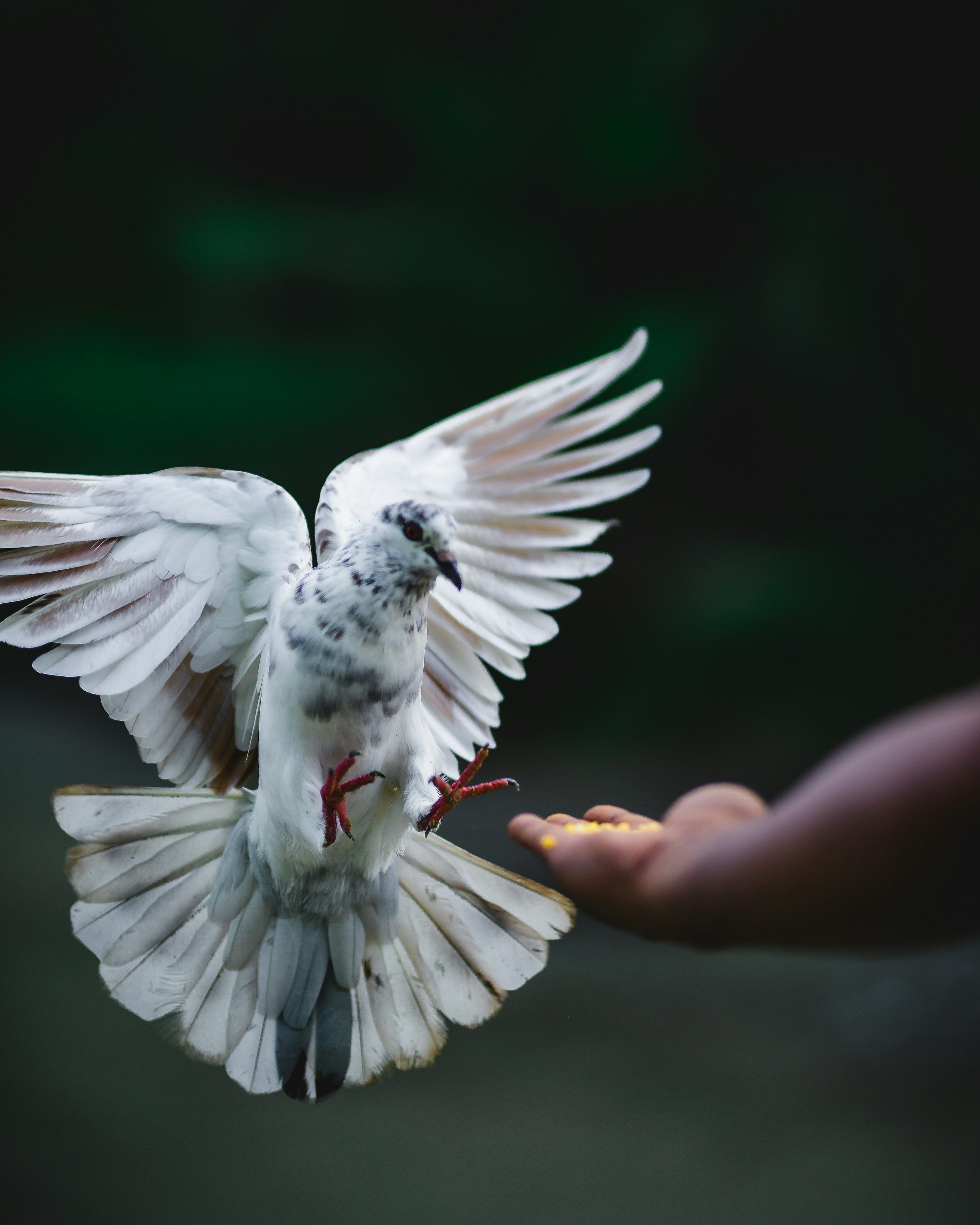 3000x3750 White Pigeon Picture. Download Free Image