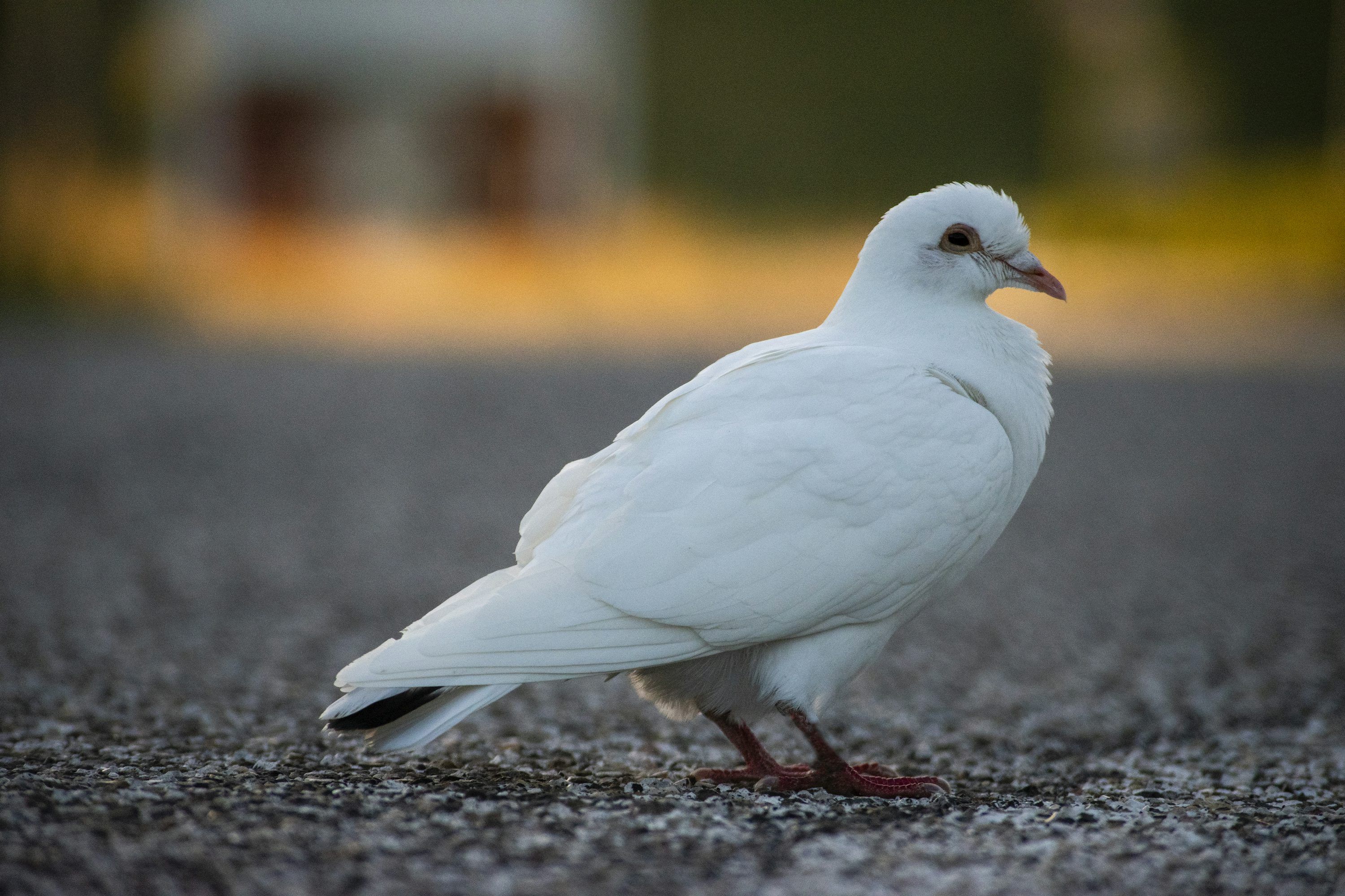 3000x2000 White dove photo