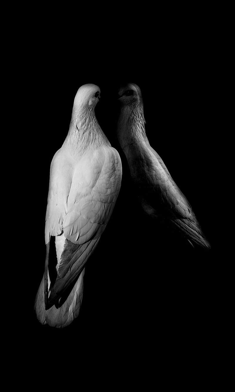 800x1333 Bird, animals, dove, mountain, nature, owl, owls, pigeon, HD phone wallpaper