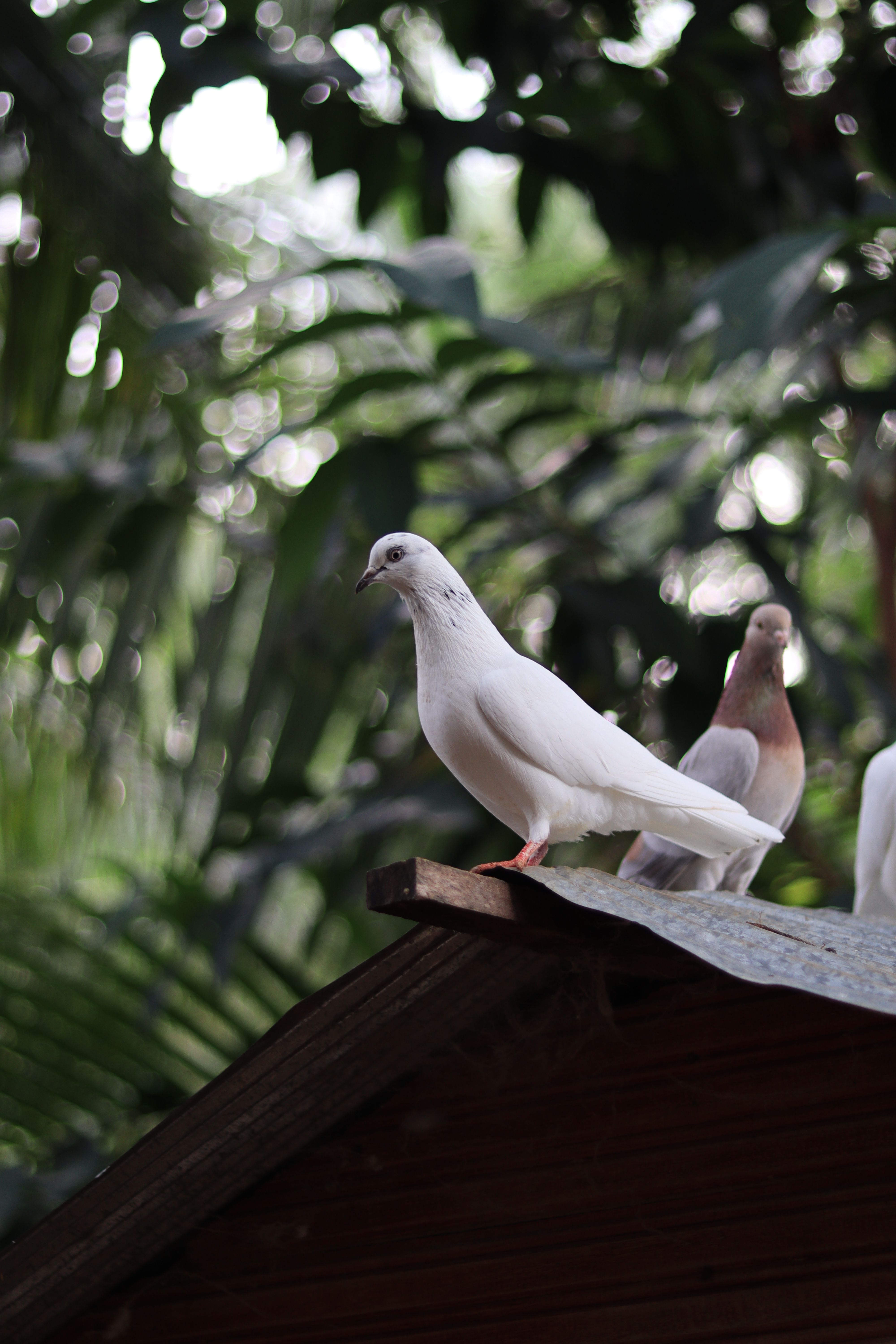 4000x6000 White Pigeon on Roof · Free