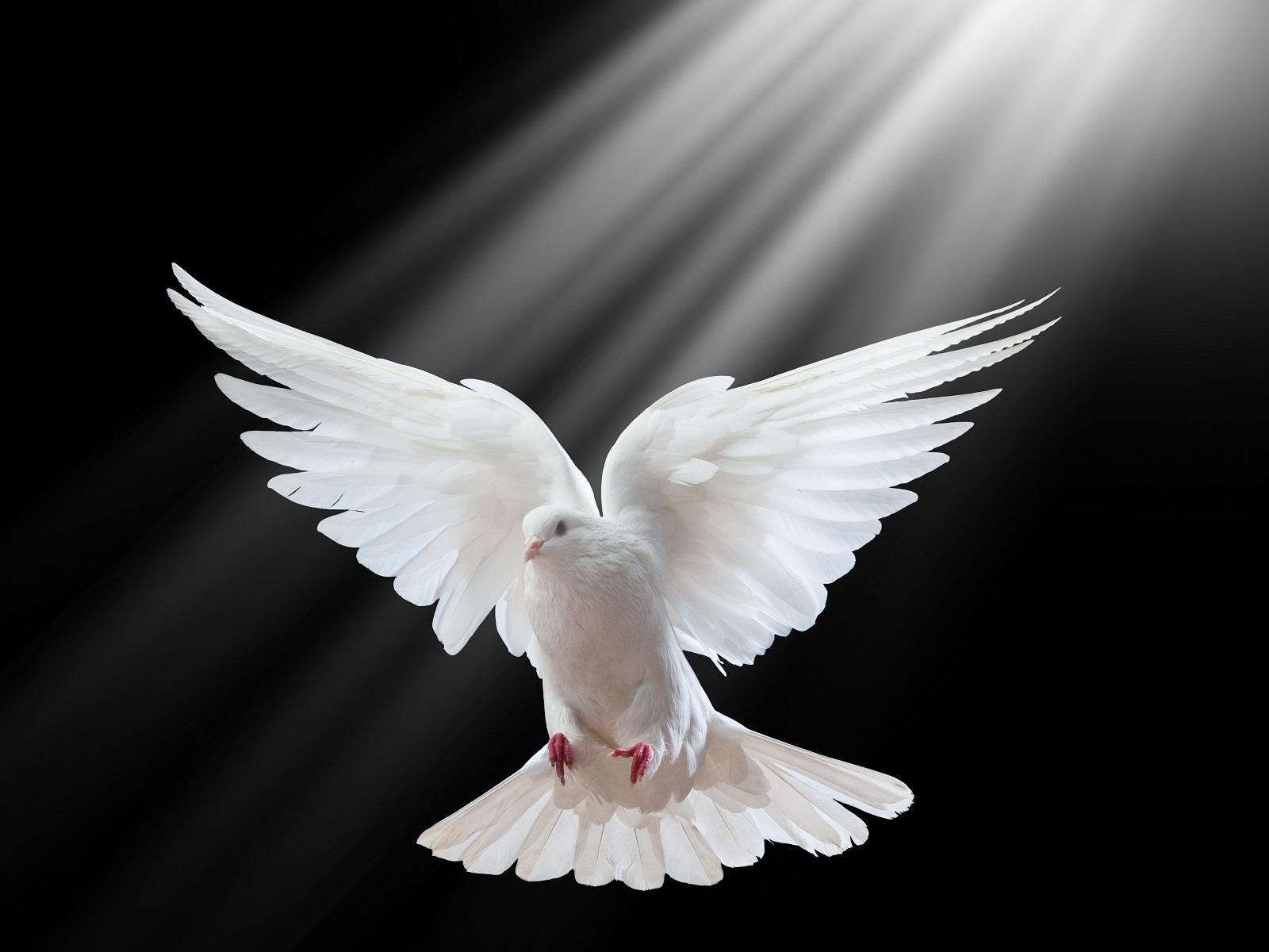 1600x1200 White Pigeon Wallpaper