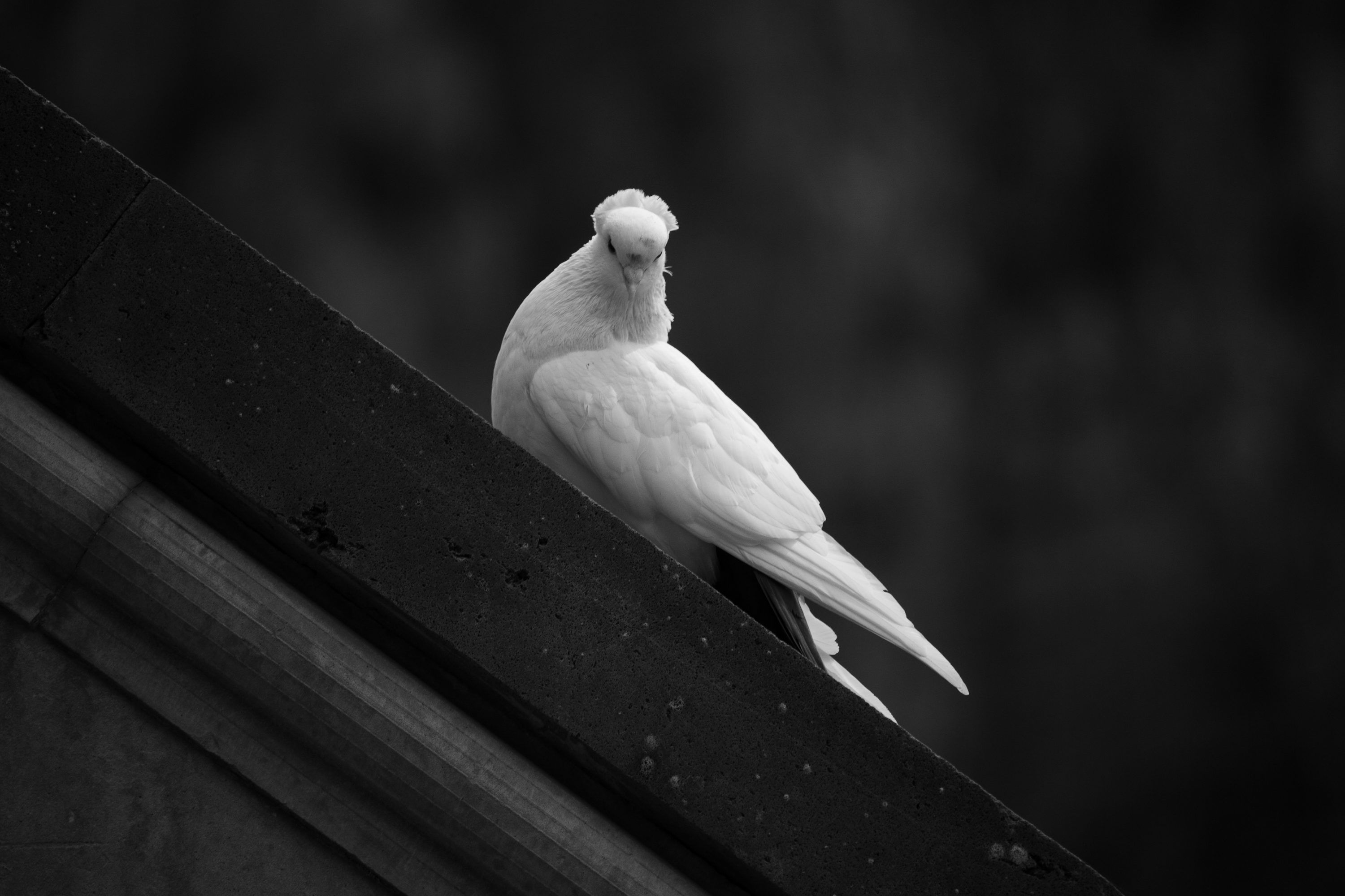 3000x2000 A white dove perched on a dark surface. photo
