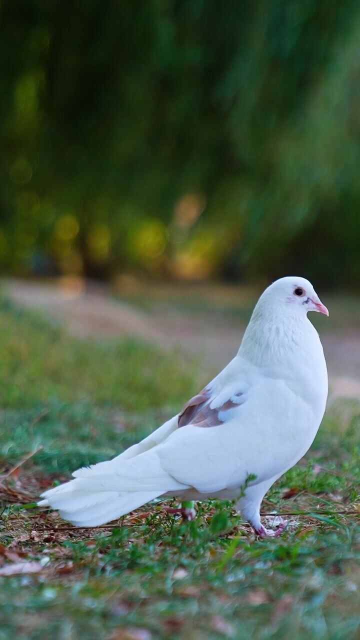 720x1280 White pigeon Videos and 4K to download