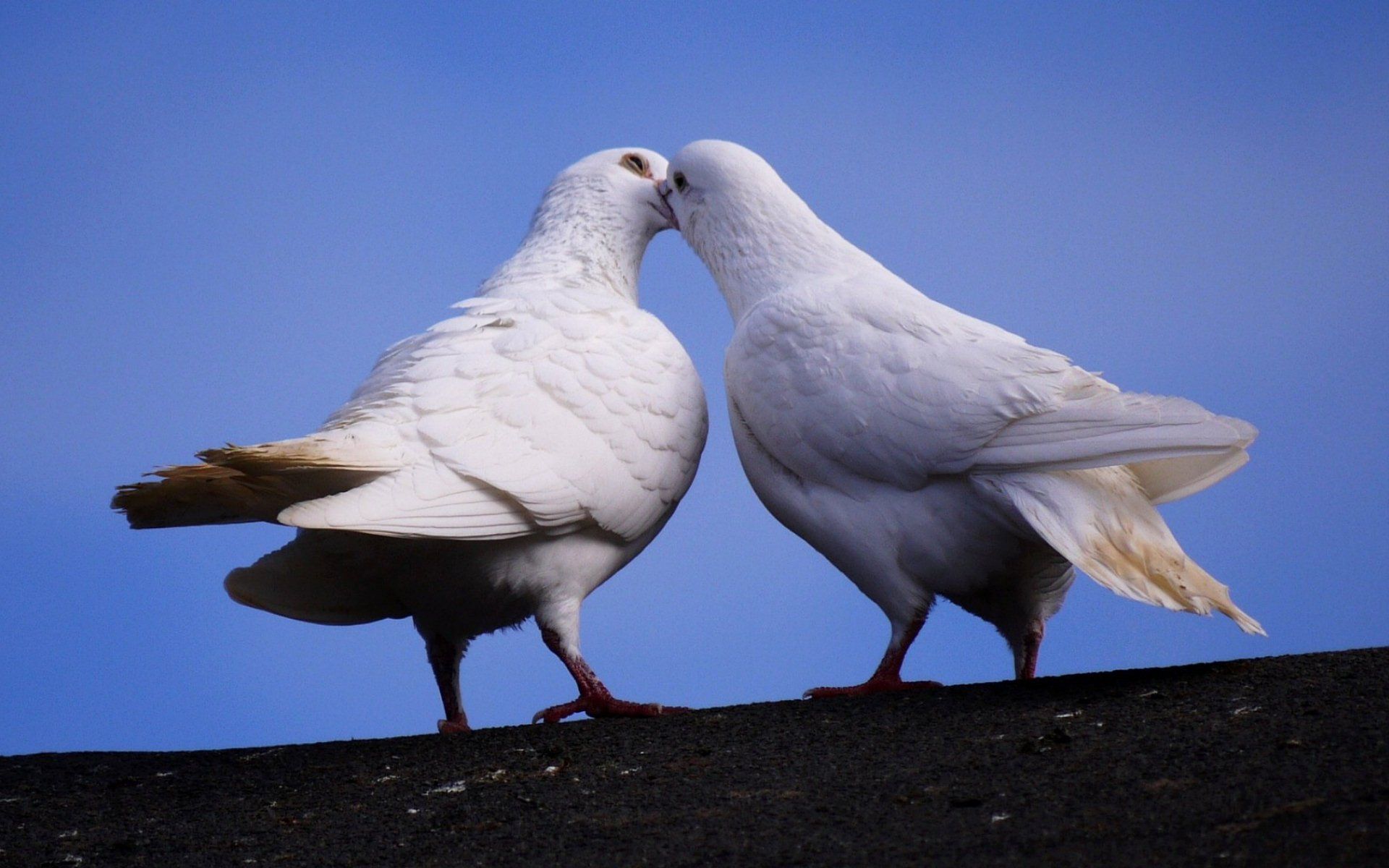 1920x1200 Loving Pigeons: A Stunning HD Wallpaperx1200