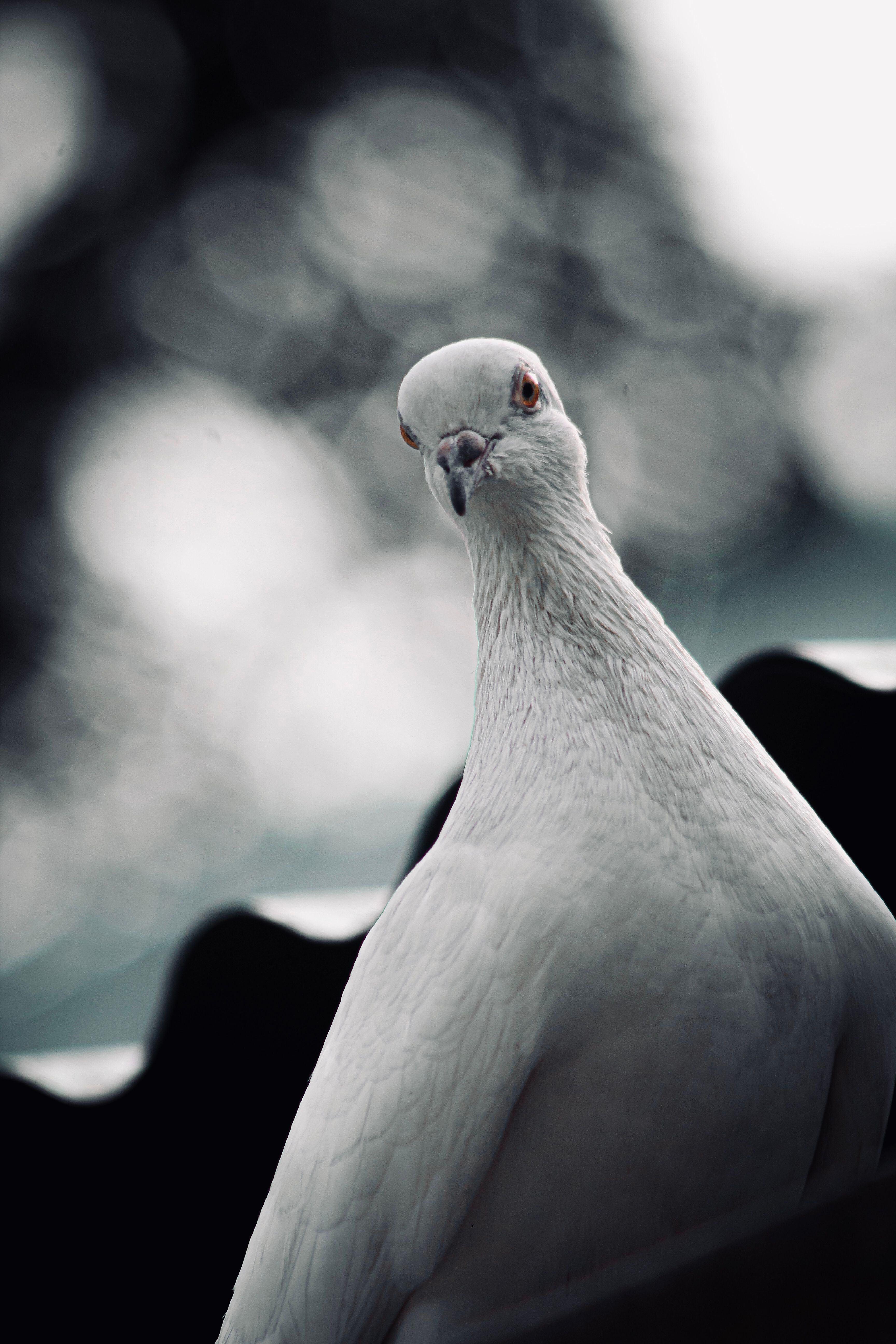 3456x5184 Close Up Shot Of White Pigeon · Free