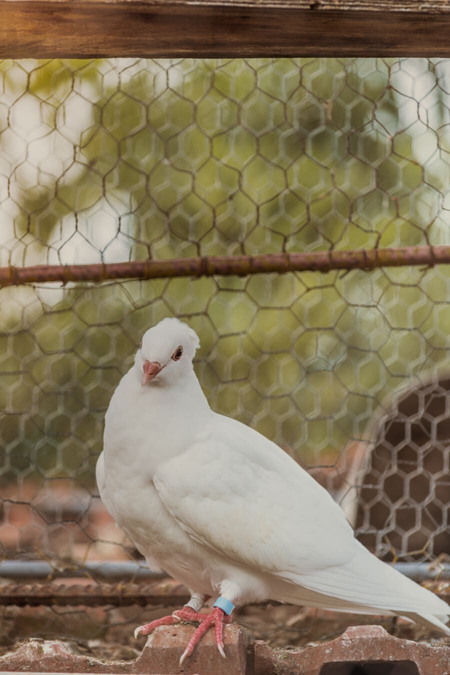900x1350 Free picture: bright, white, pigeon, domestic, bird, pet, nature, animal, cage, outdoors