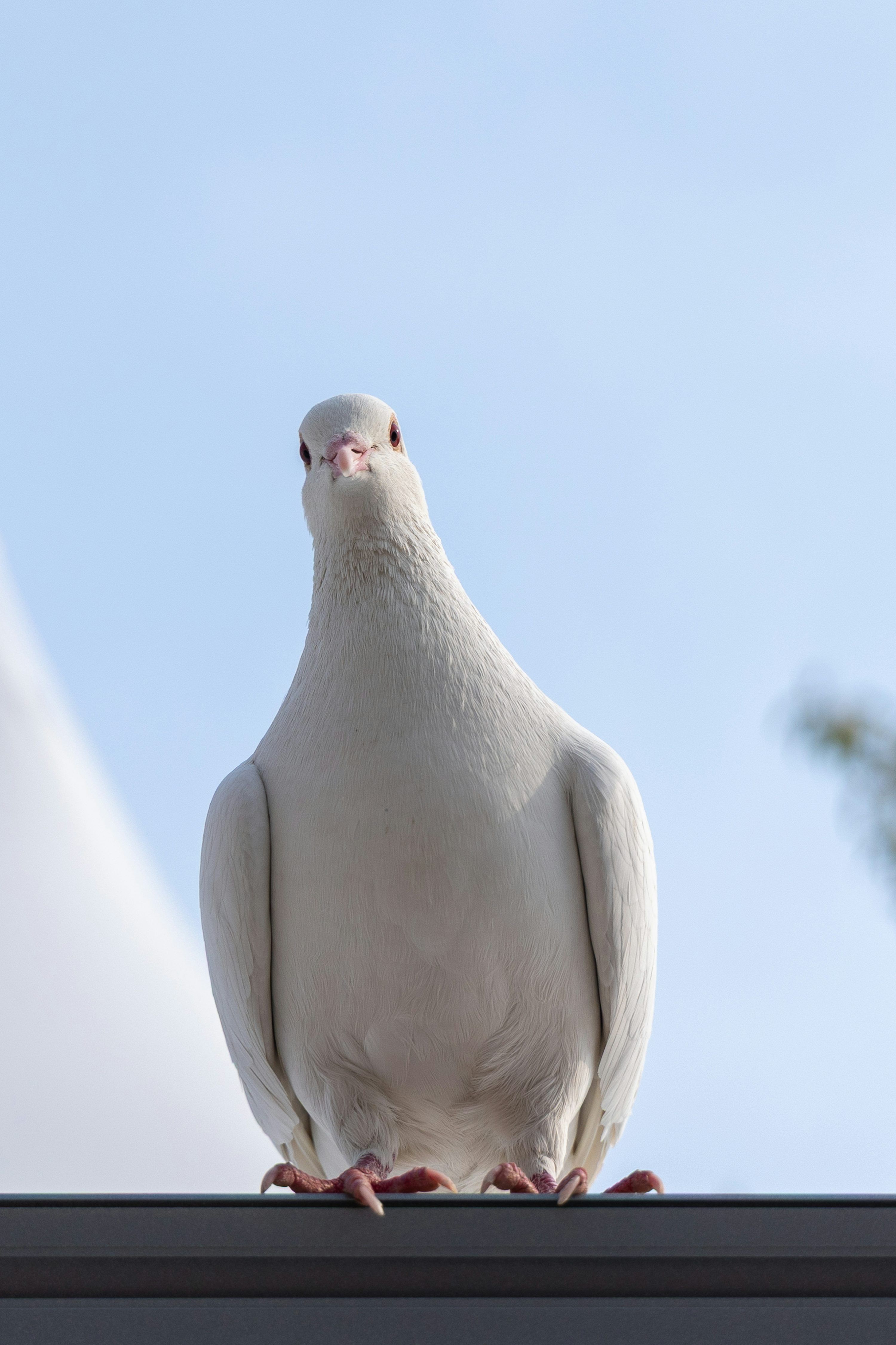 3000x4501 A white pigeon poses for the camera. photo