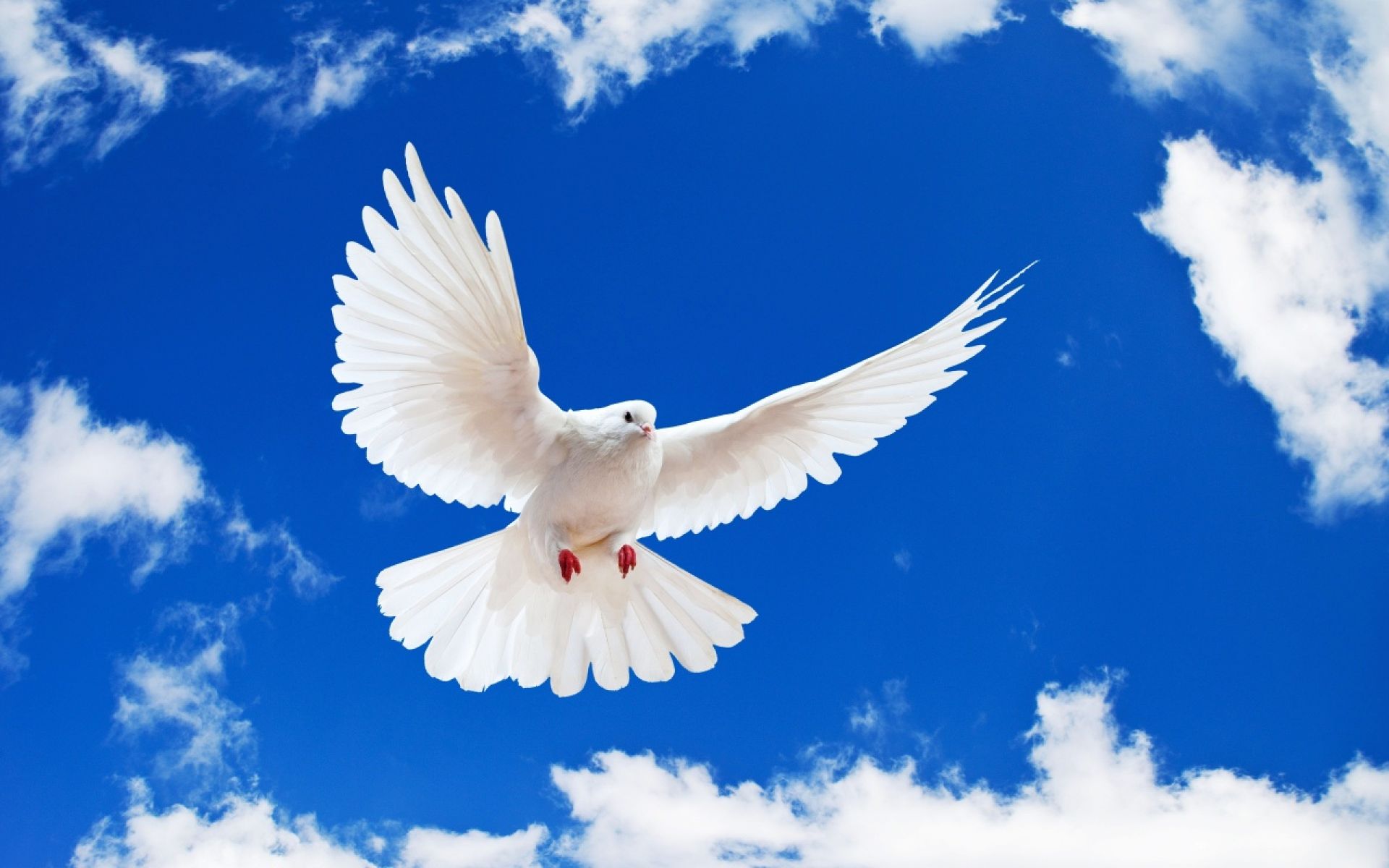 1920x1200 White Pigeon For Peace Wallpaper Coda Craven