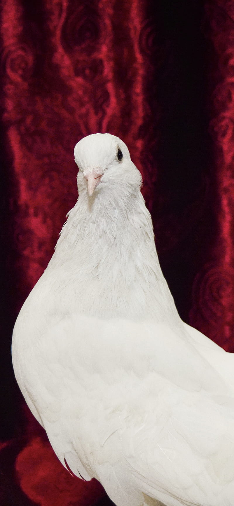 800x1731 Bird Pigeon, alirizvie, animals, lilly, nature, screenlock, white, HD phone wallpaper