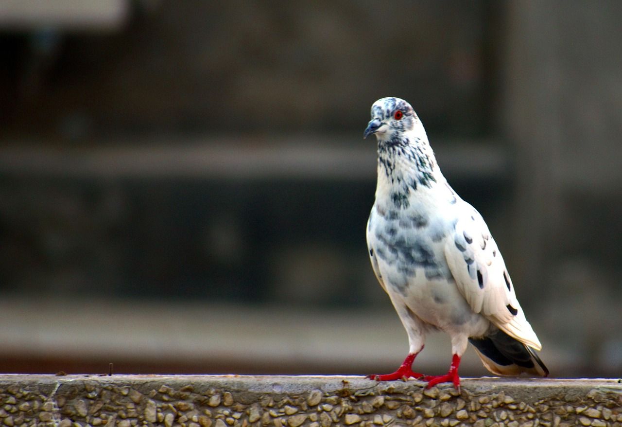 1280x878 Free White Grey Pigeon & Pigeon Image