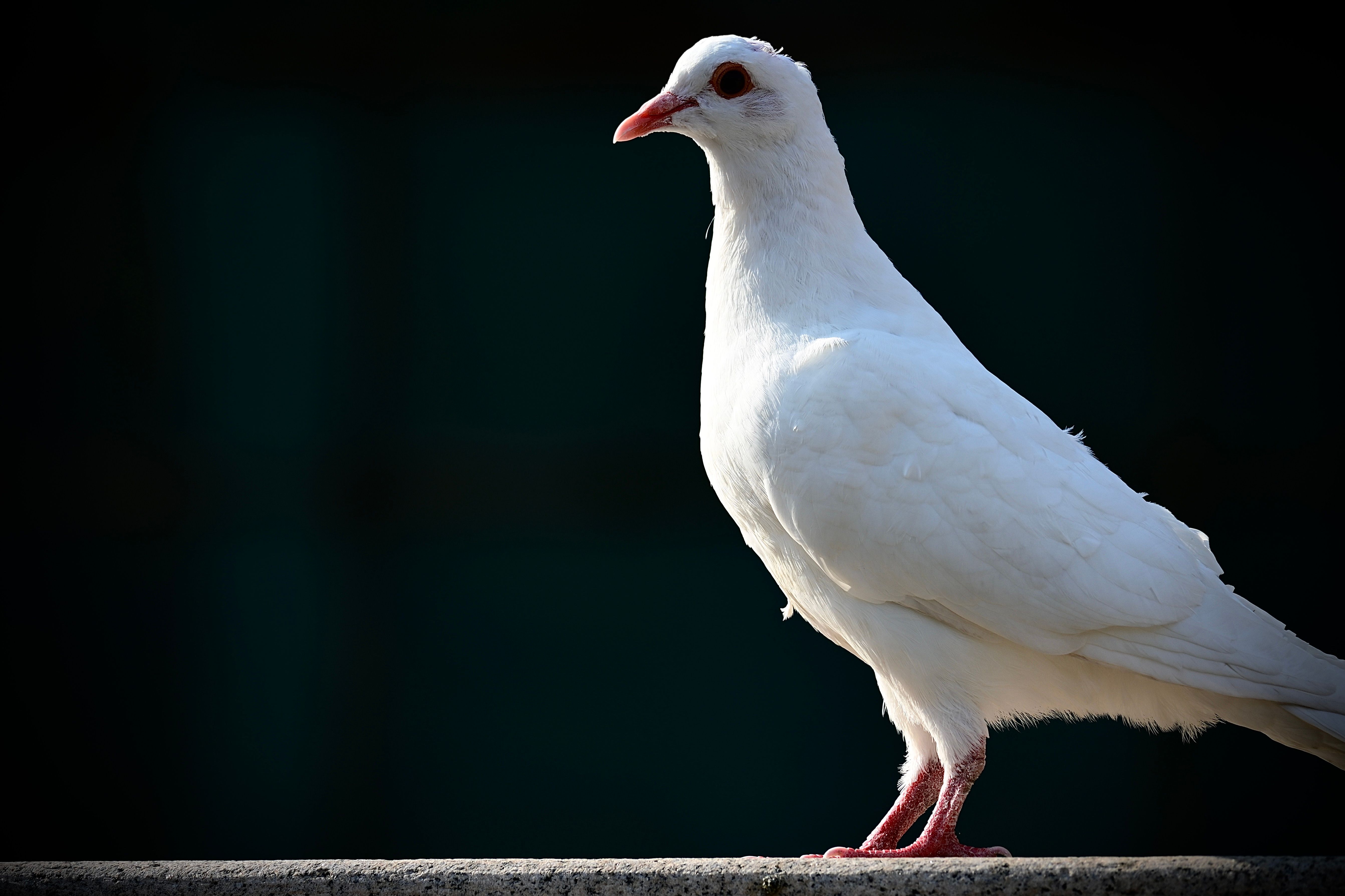 5369x3579 Close up of White Pigeon · Free