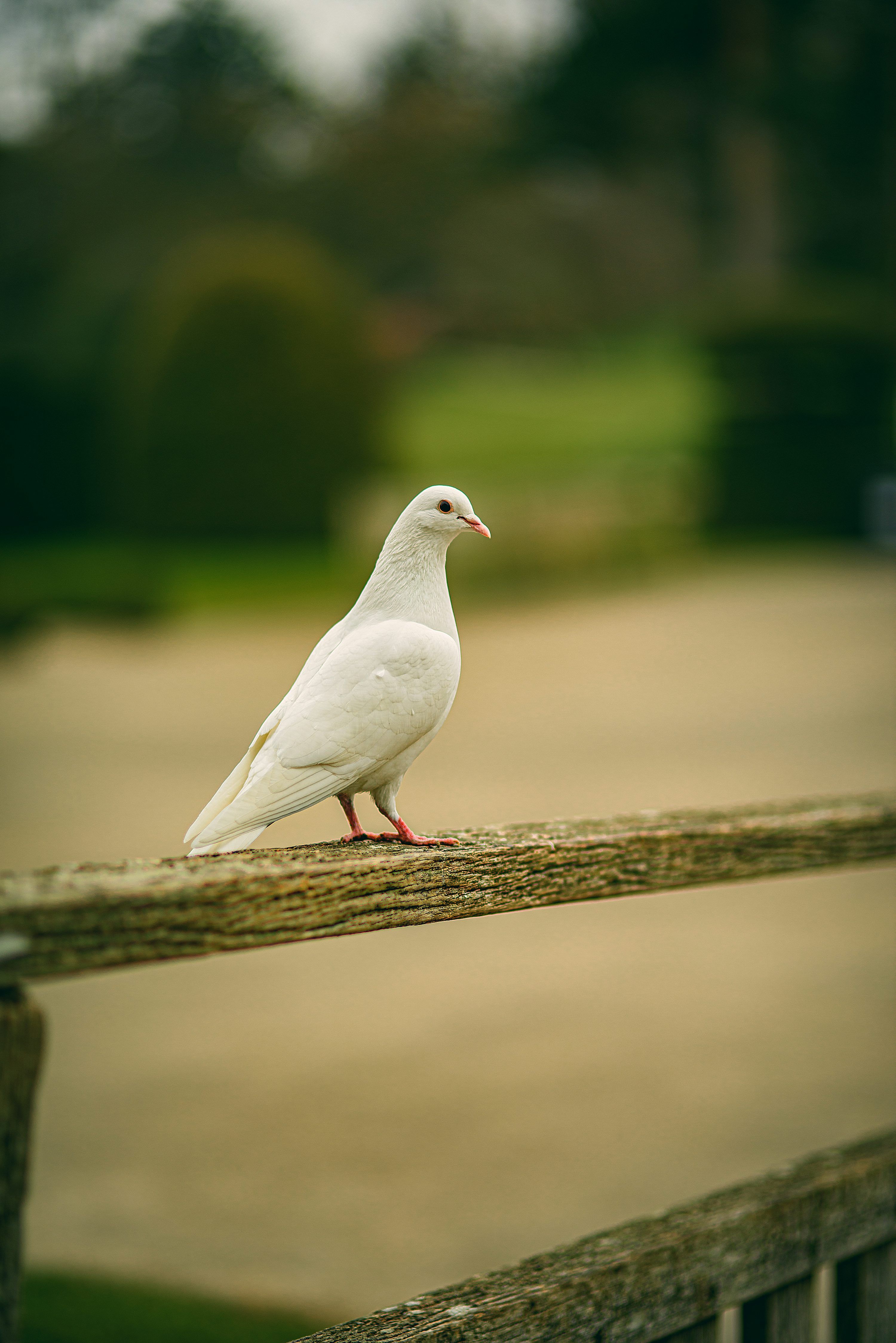 3000x4495 A white bird sitting on a wooden rail photo