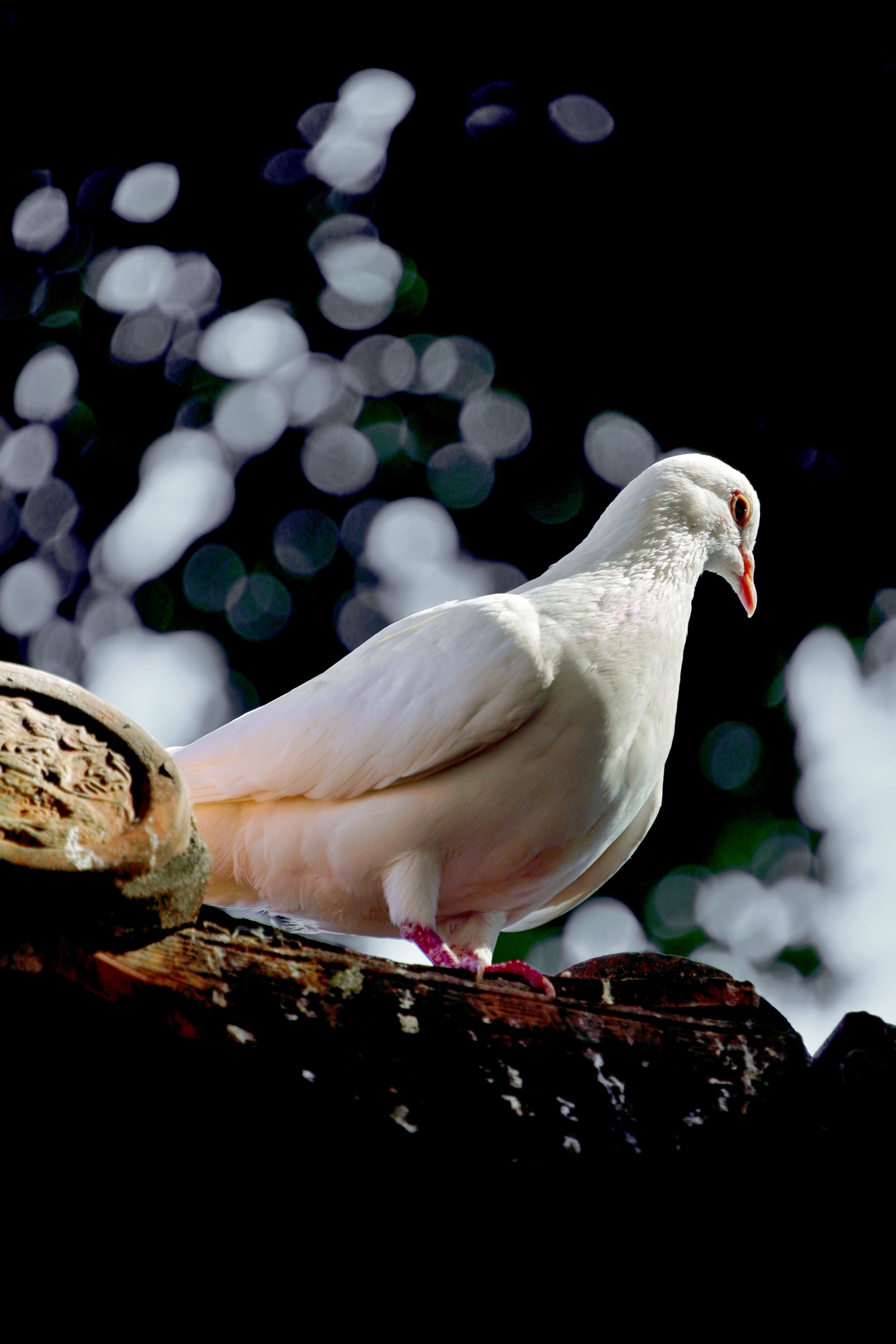 4000x6000 White pigeon on tree in nature · Free