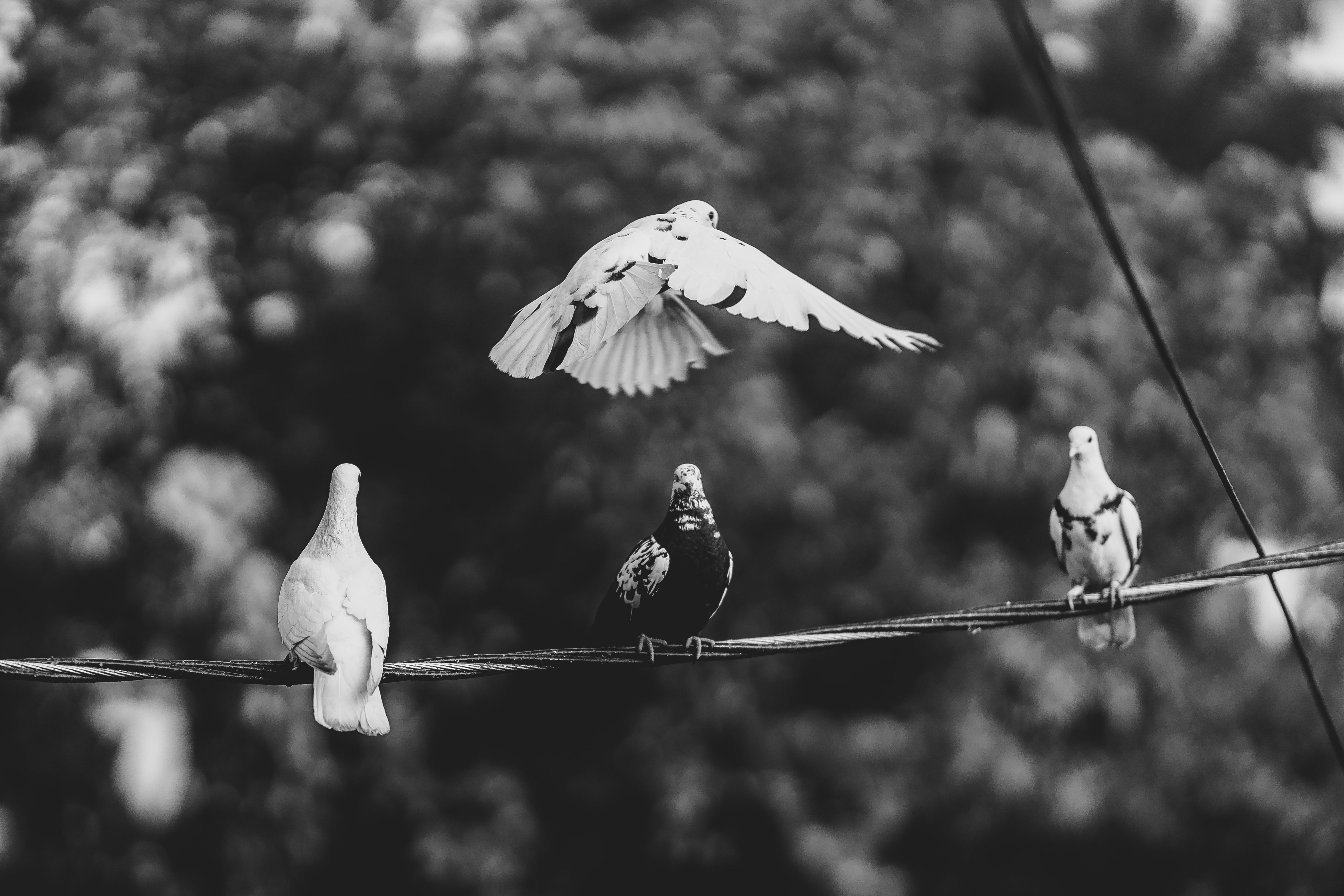 4703x3135 Black White Pigeon Photo, Download The BEST Free Black White Pigeon & HD Image