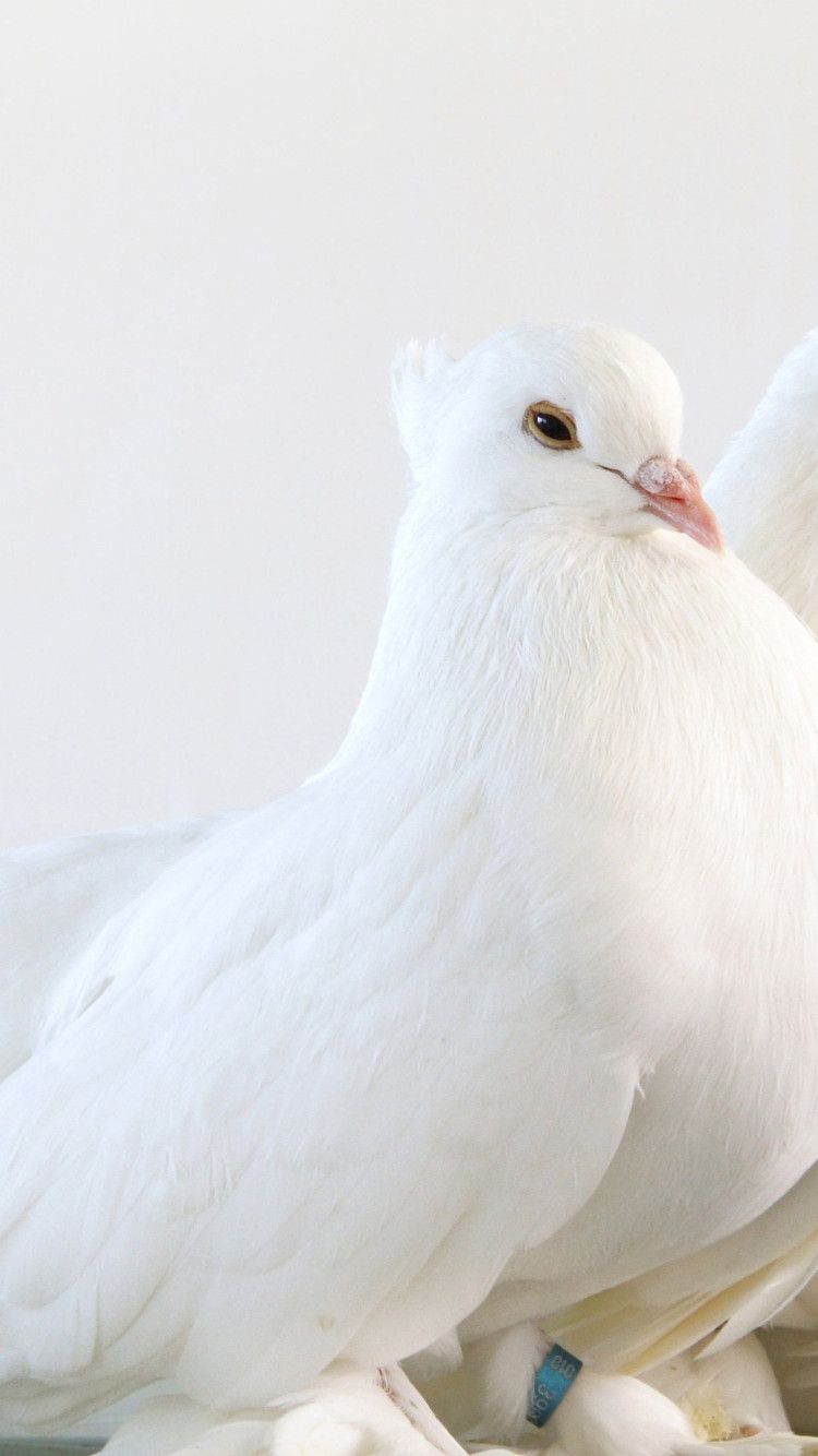 750x1334 White Pigeon Best HD Wallpaper 84868