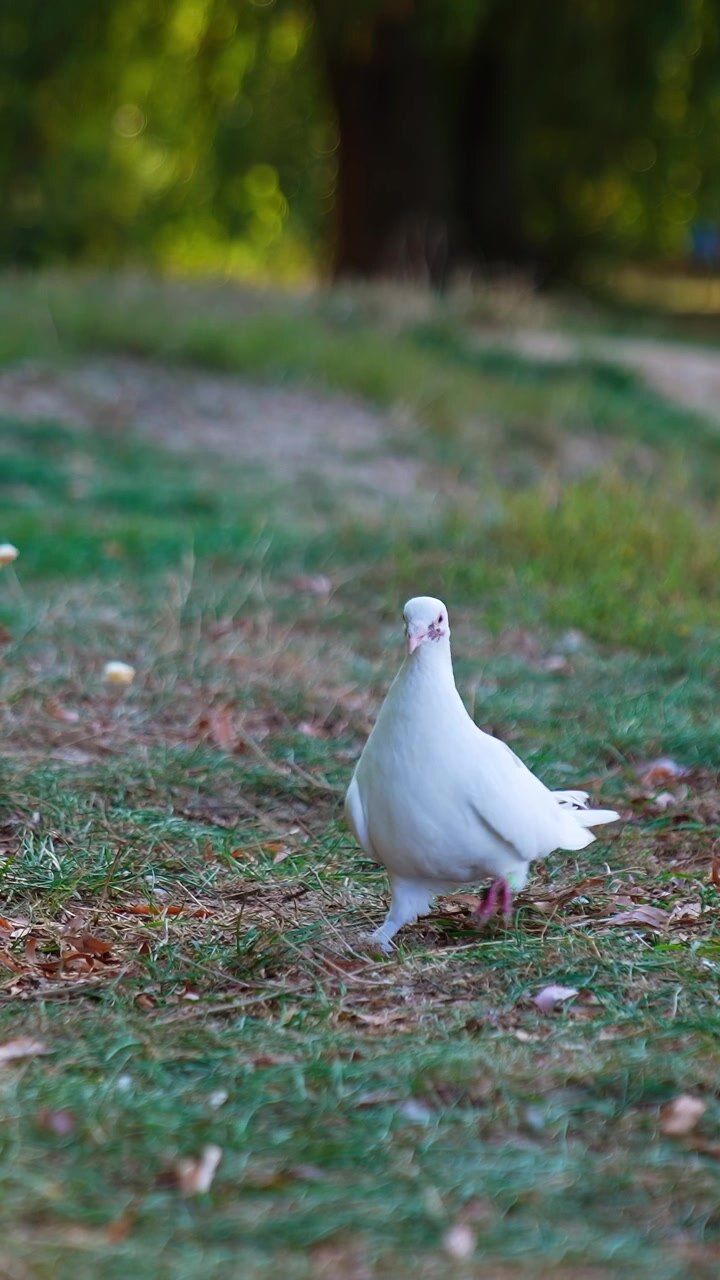 720x1280 White pigeon Videos and 4K to download
