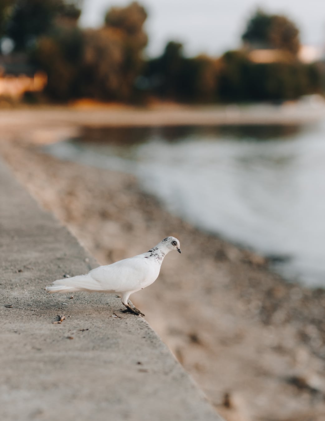 1043x1350 Free picture: white, pigeon, lakeside, bird, nature, water, wildlife, outdoors, beach, one