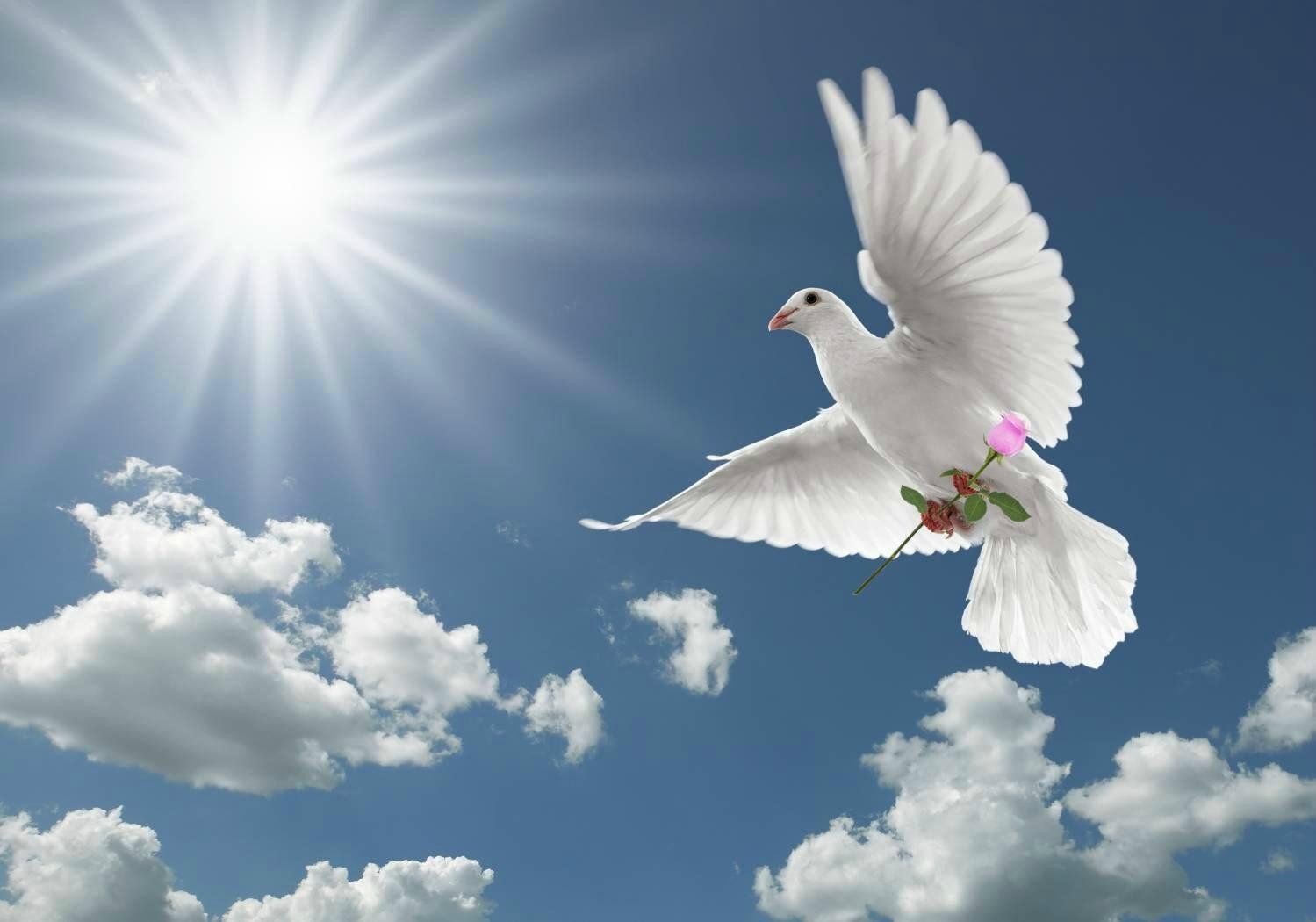 1499x1050 White Pigeon Wallpaper HD 84875