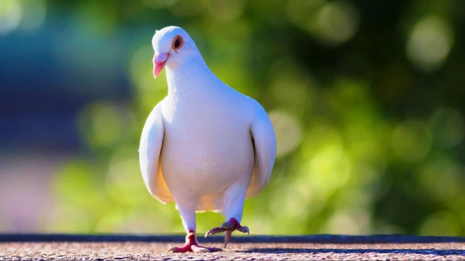 1600x900 White Pigeon Desktop Wallpaper 84870