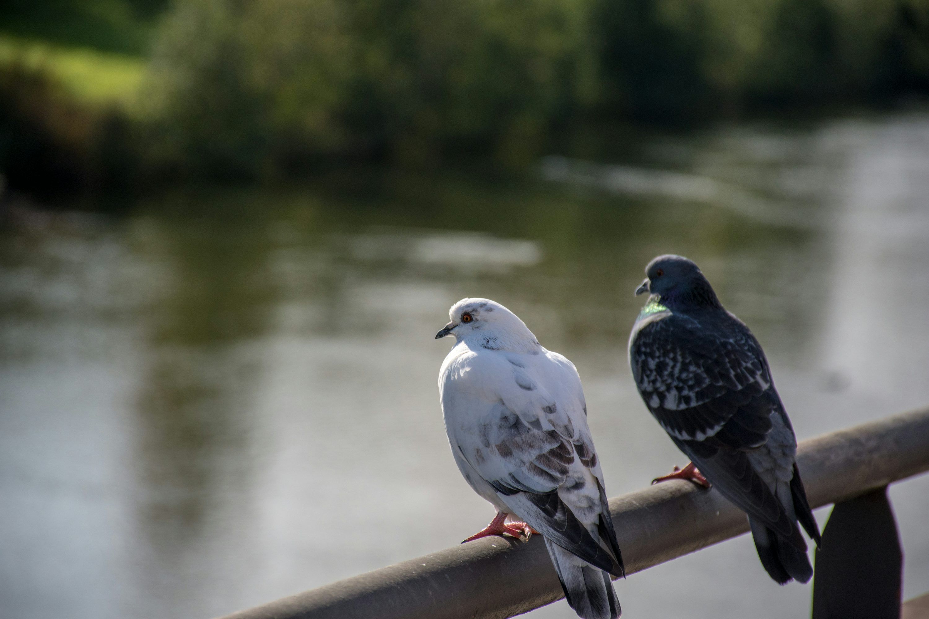 3000x2000 White and black pigeons