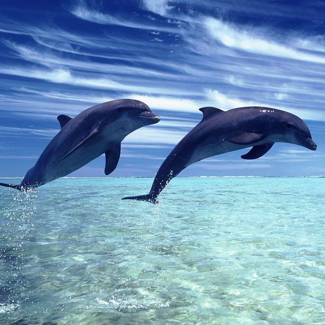 1080x1080 Baby Dolphin, iPhone, Desktop HD Background / Wallpaper (1080p, 4k) (1080x1080) (2020)