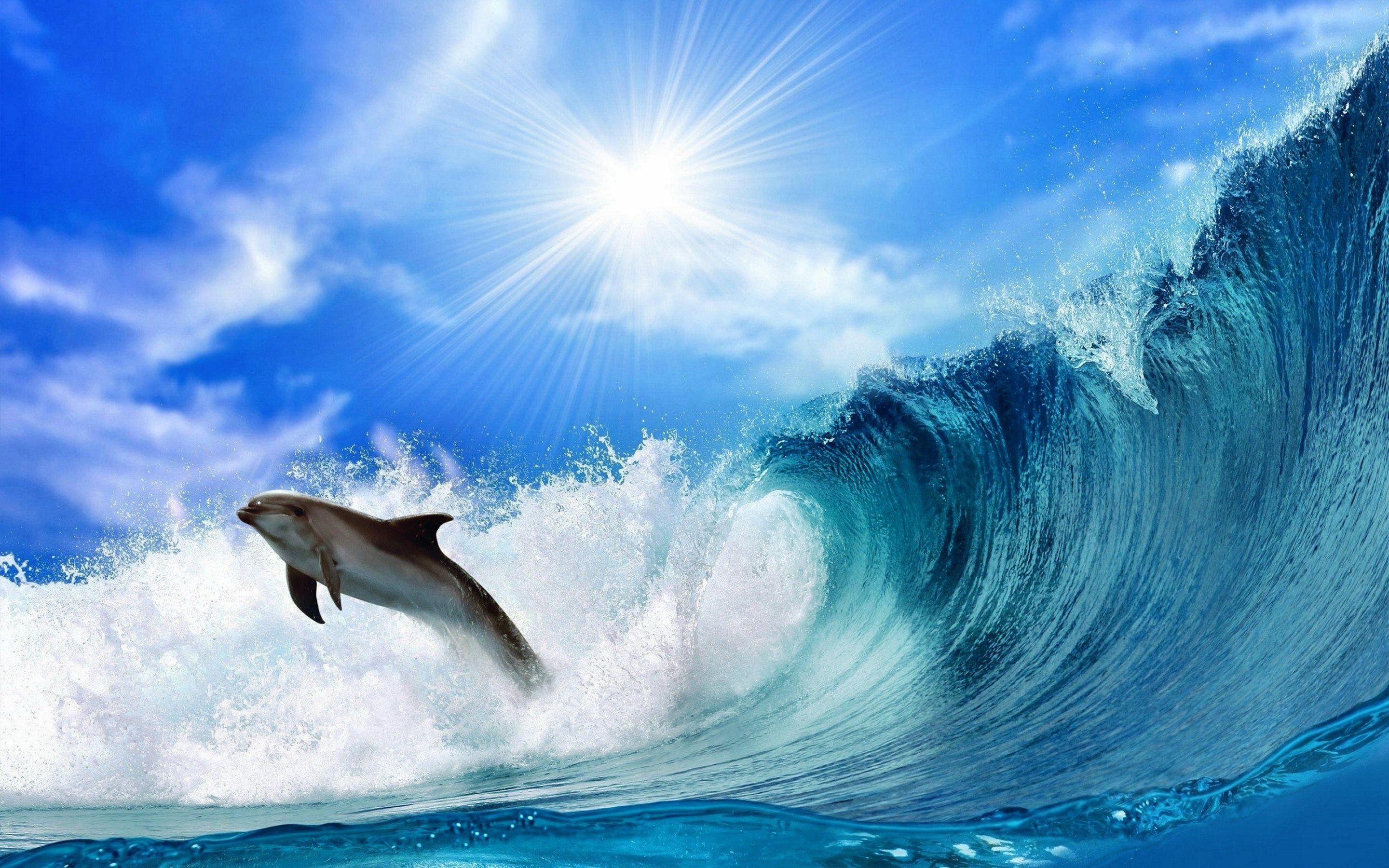 2880x1800 Dolphin wallpaper for mobile