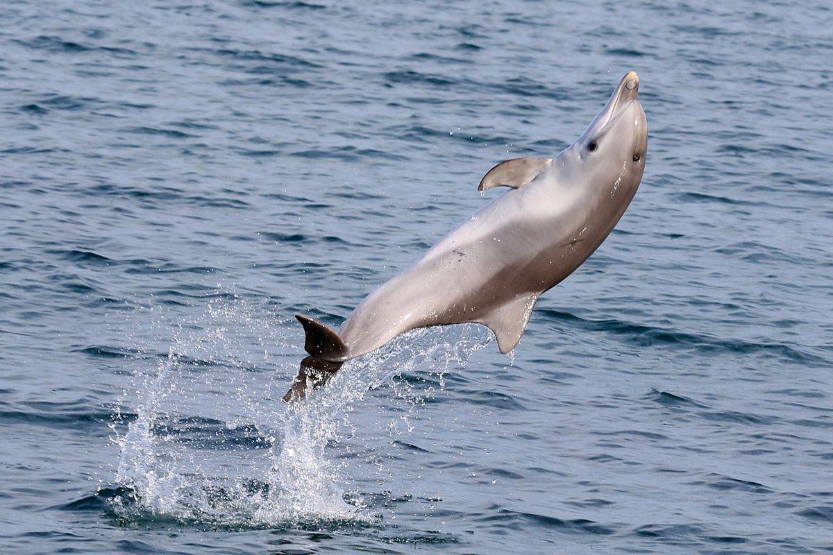 1200x800 Baby Bottlenose Dolphin Jumping off South Australia